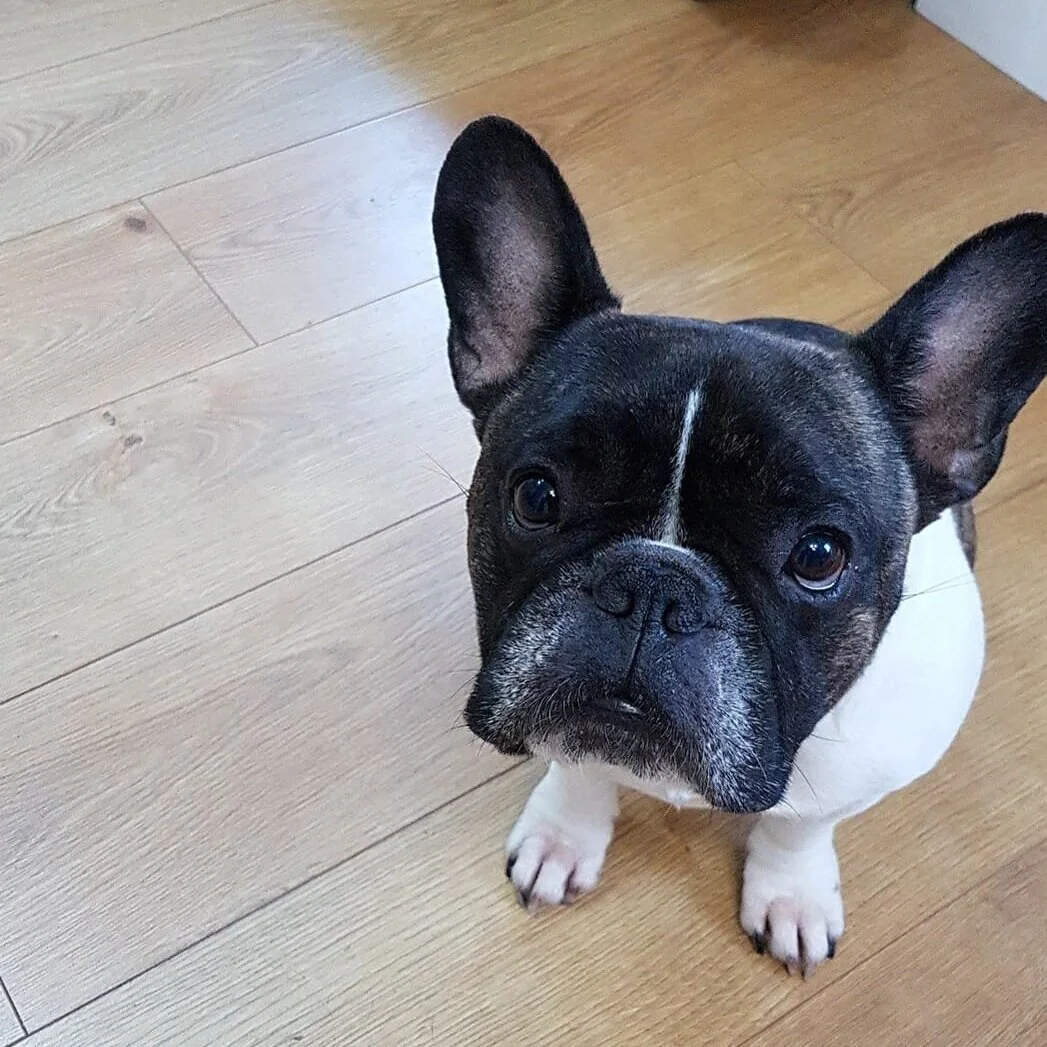 Adopted Dogs French Bulldog Saviours Rescue