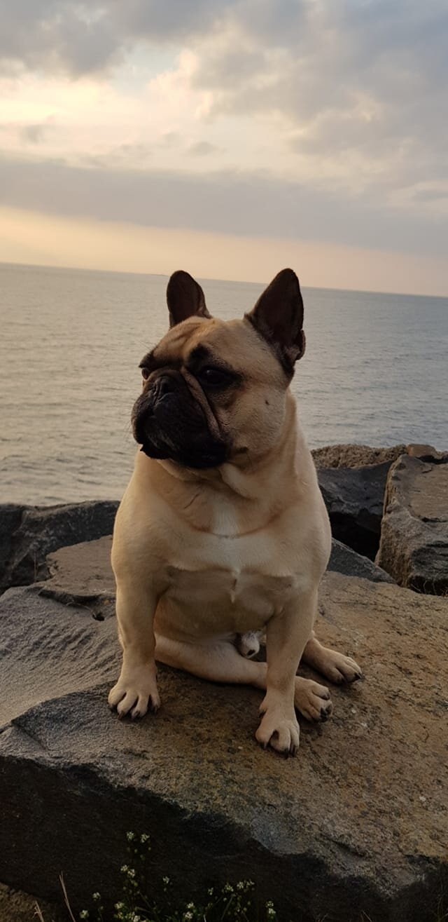 Adopted Dogs French Bulldog Saviours Rescue