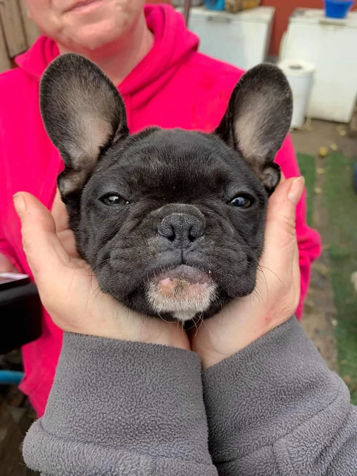 Hungary Our Mission French Bulldog Saviours Rescue
