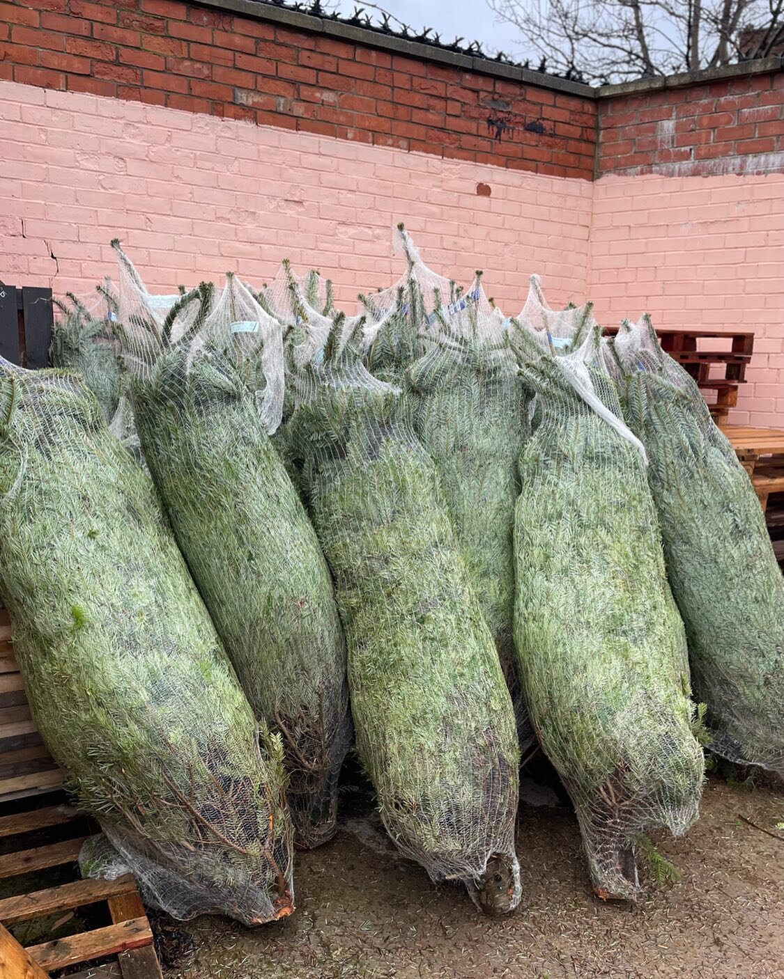 Christmas trees are here!! 🎄

We&rsquo;ve spoken to the majority of you who&rsquo;ve pre ordered, and left messages for anyone we couldn&rsquo;t get through to! 

Available to collect any time Tuesday-Saturday 9-4 🙂

If you&rsquo;d like to buy one,