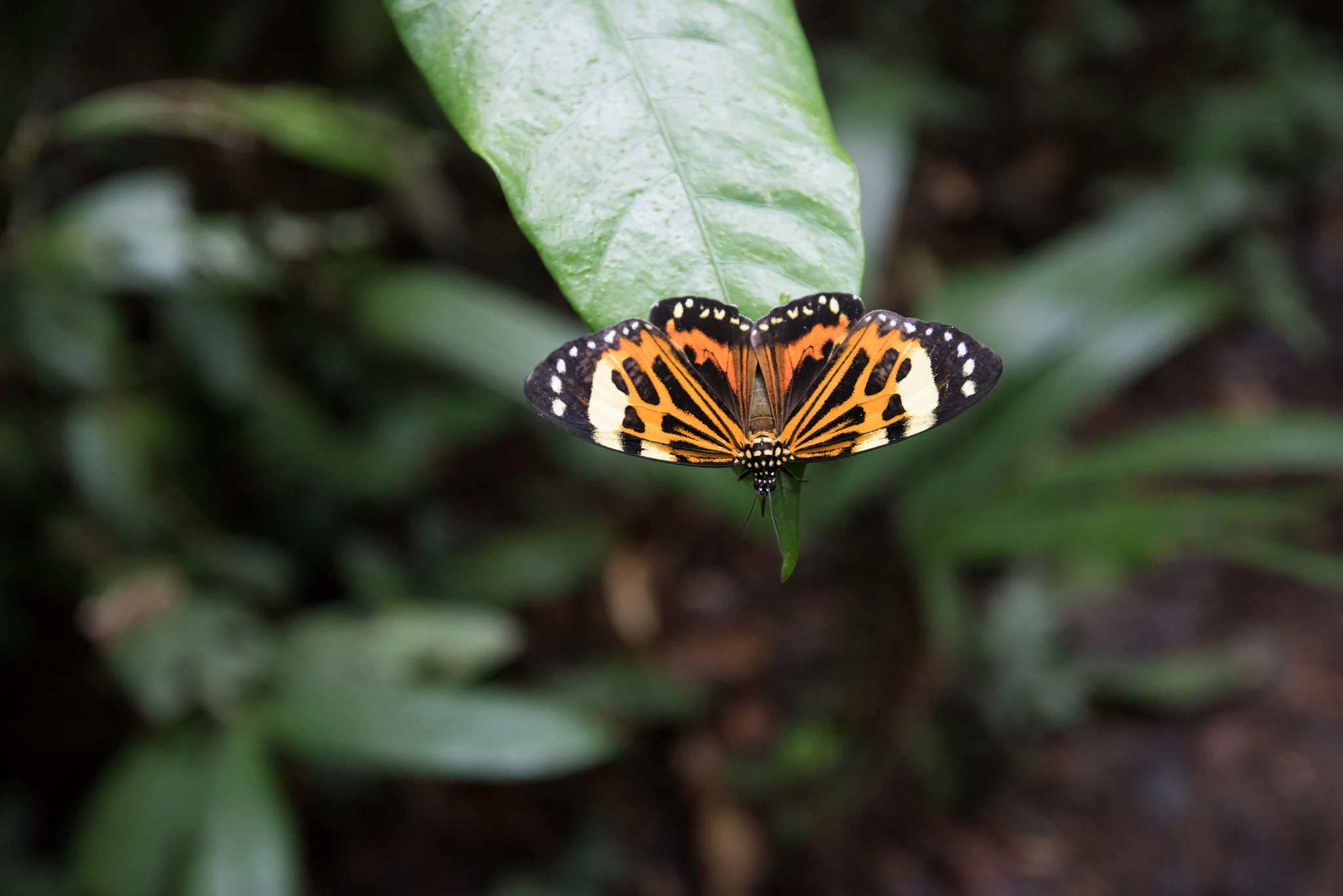 WEBINARS: Master Plant Medicines