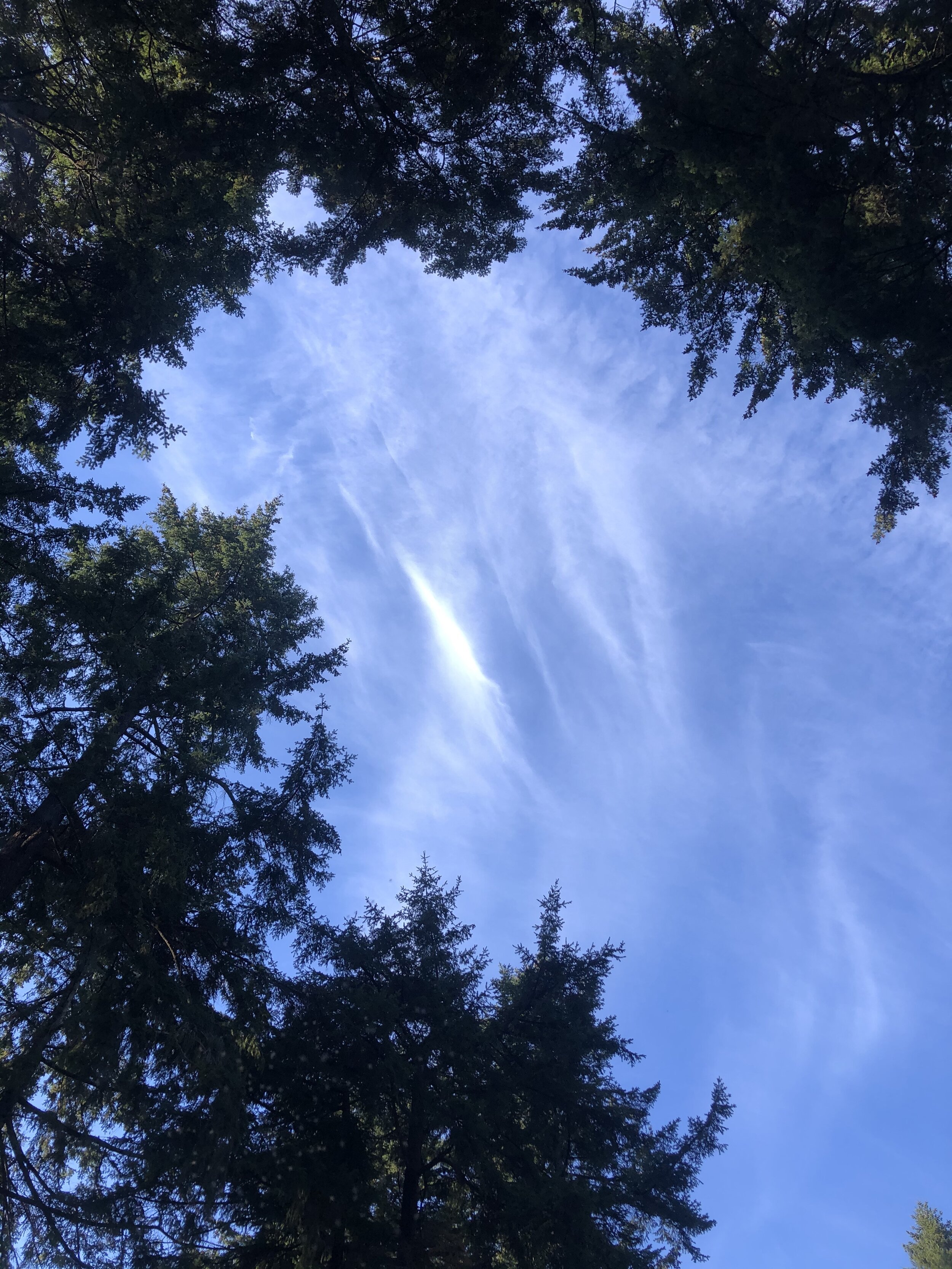 Inner Bloom- A session for your spirit