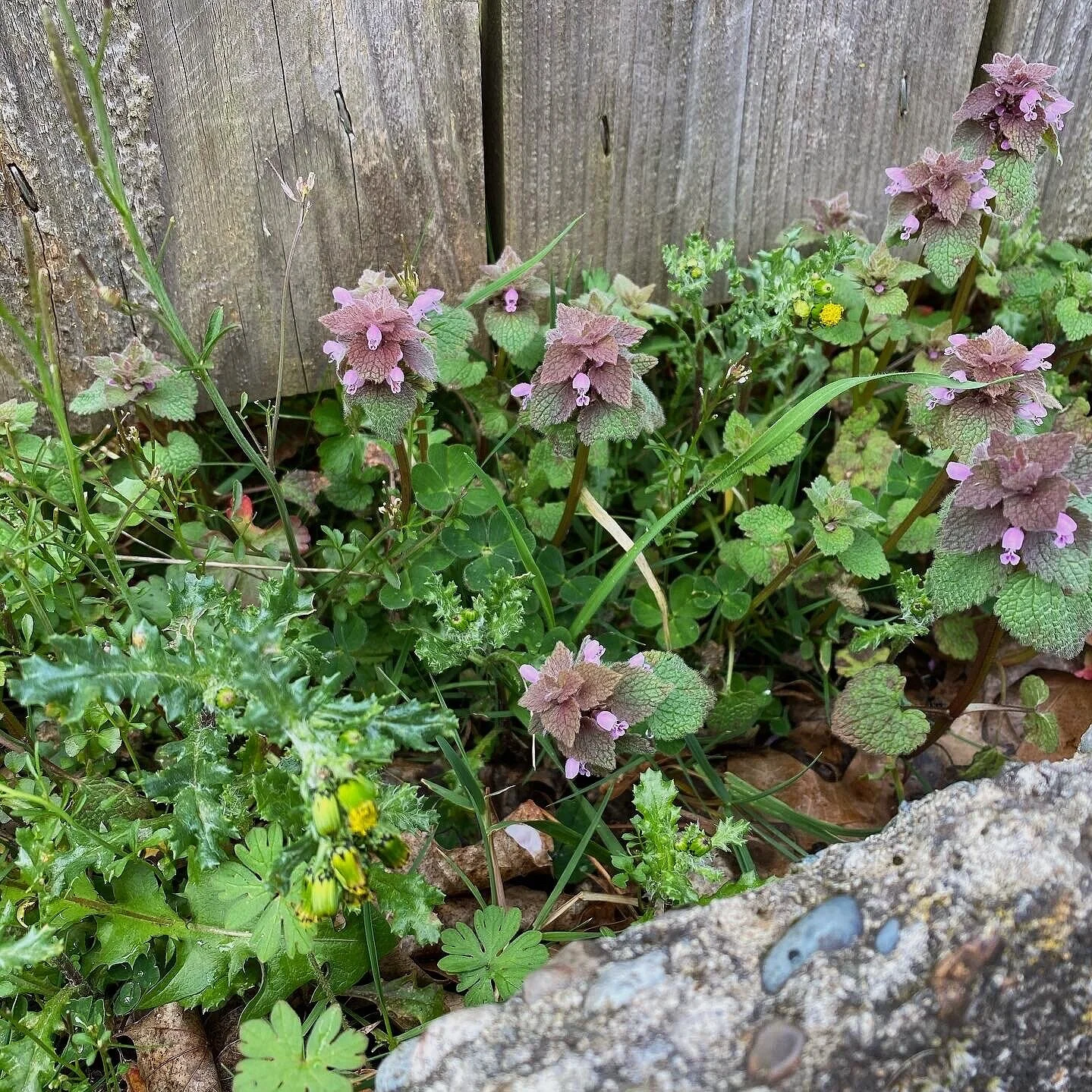 Use your garden weeds to make pesto