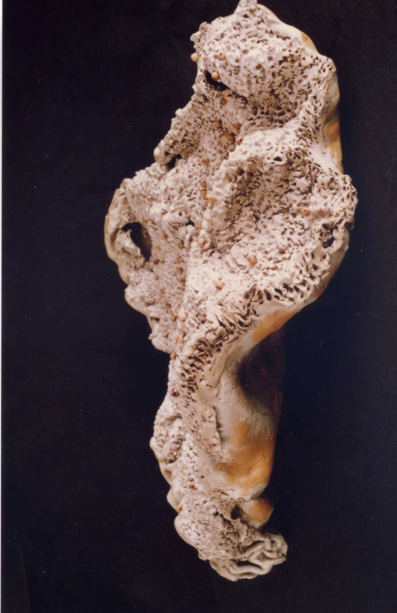 07-common detail of nature.jpg