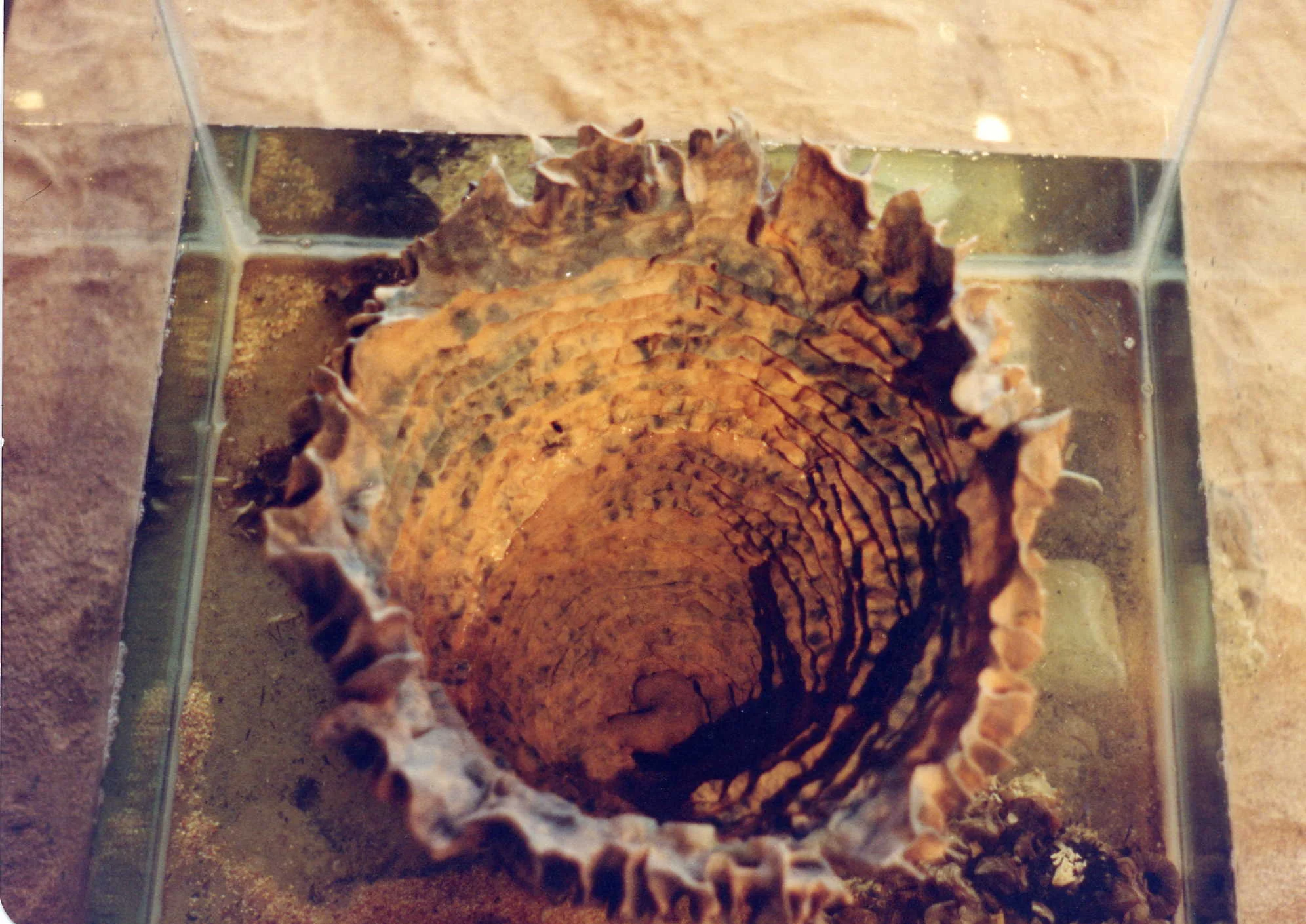 15-complex life, Detail.jpg