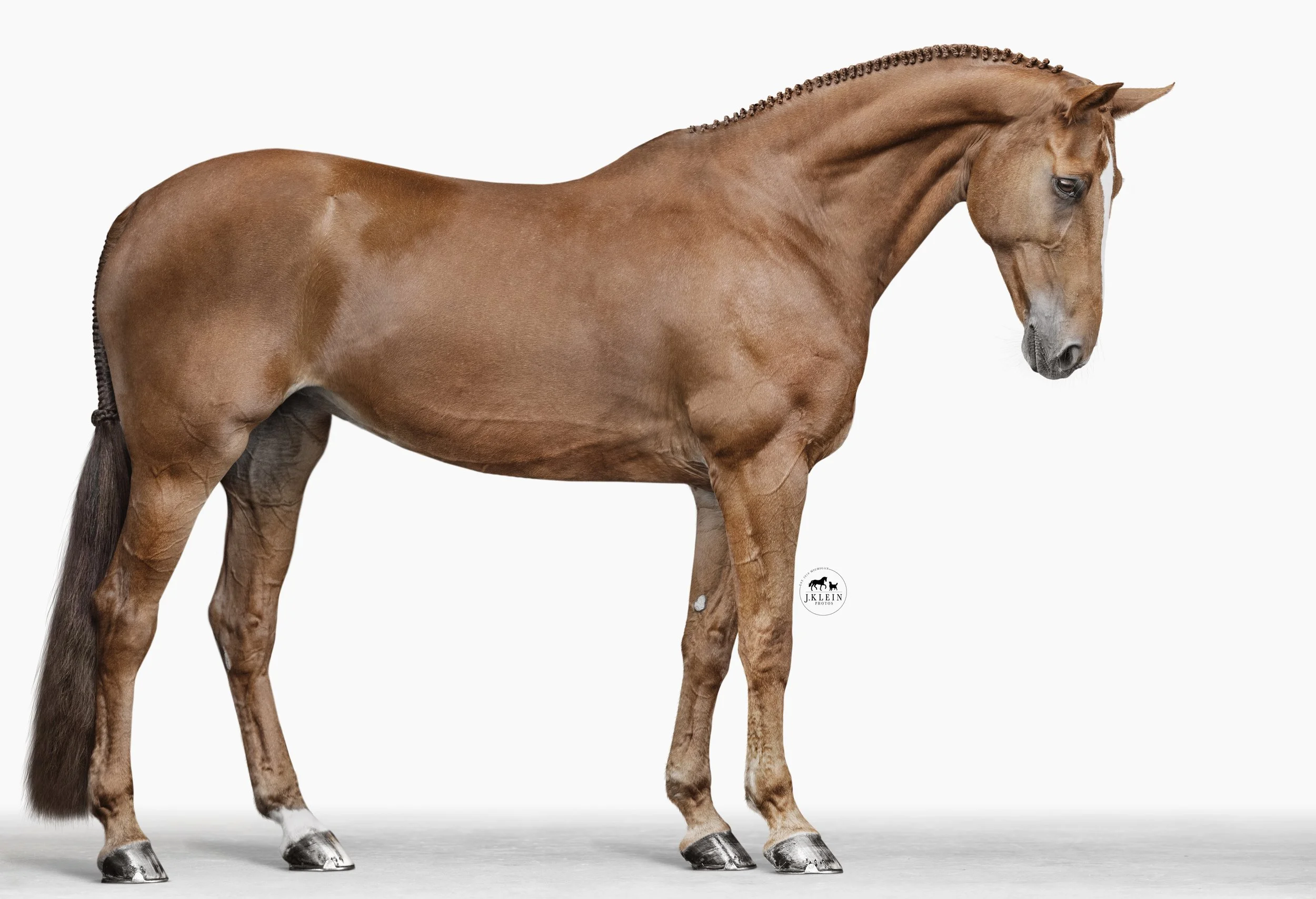 JKP_2489-2 WBG Logo.jpg