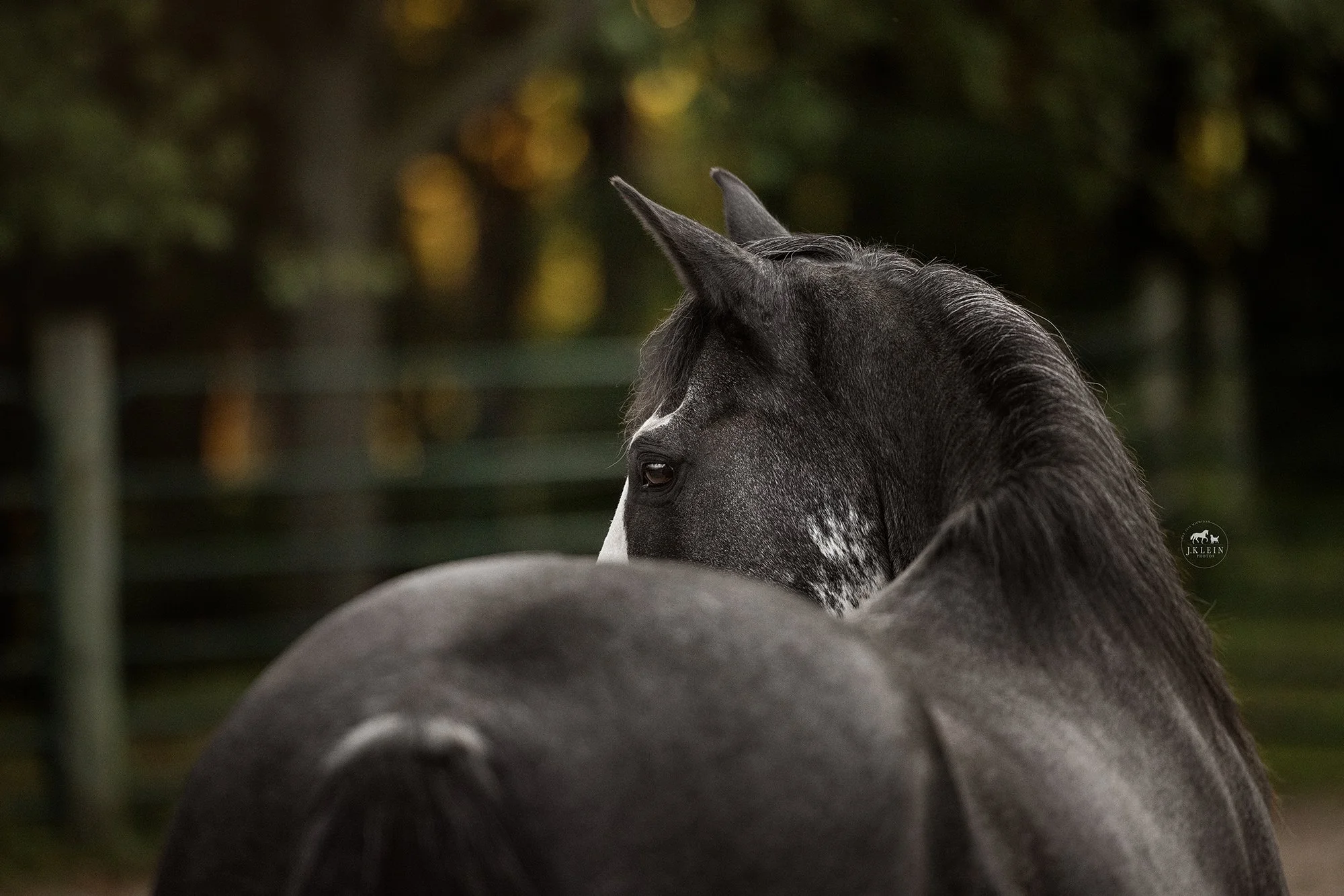J.Klein Photos, Grand Rapids Michigan + Wellington Florida Equine Photographer photographs a horse and rider session with an spotted saddle horse in the summer sunset