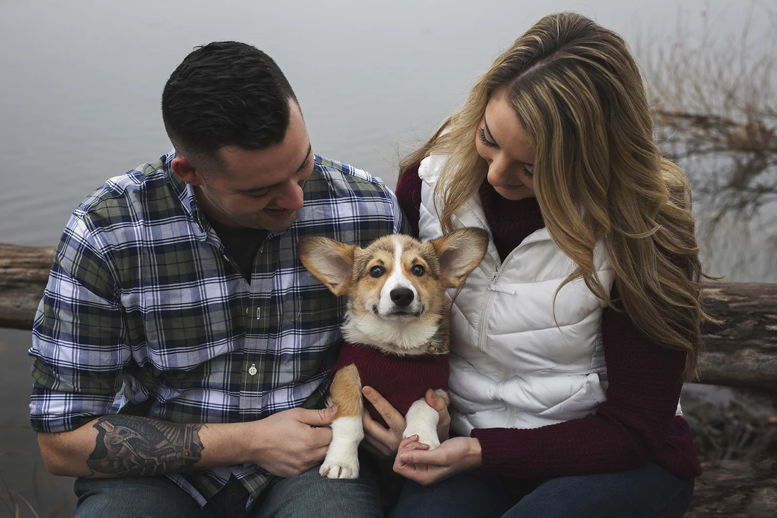 Carl the Corgi Pup