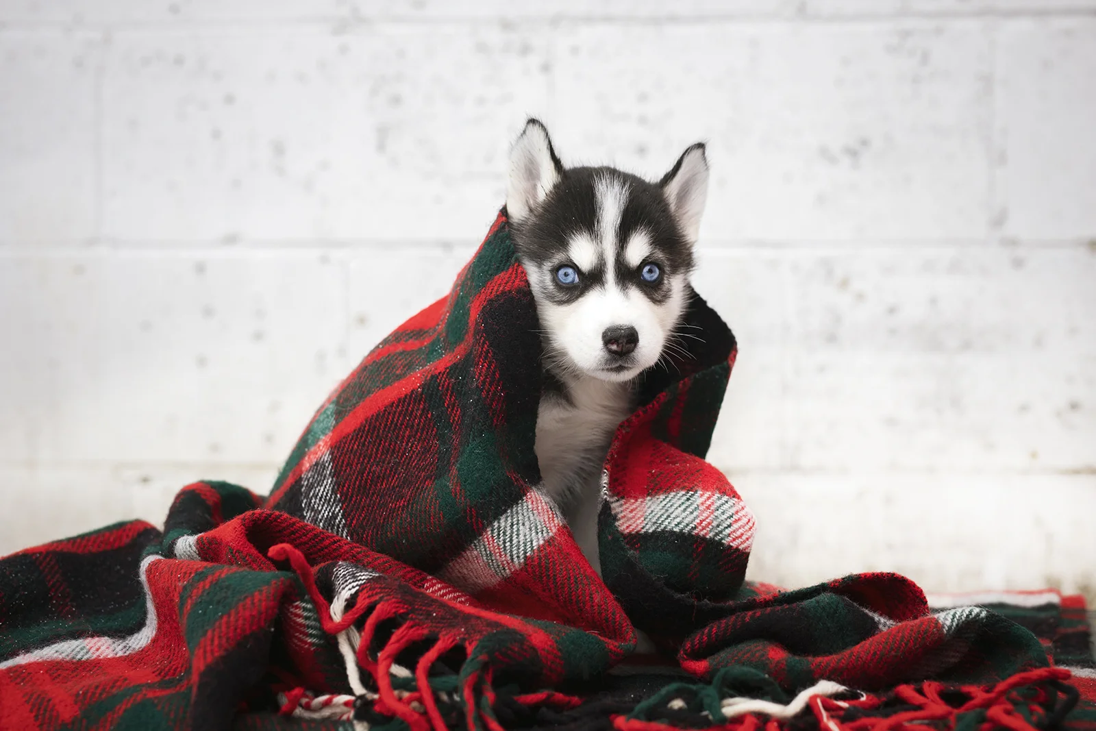 Holiday Husky Puppies