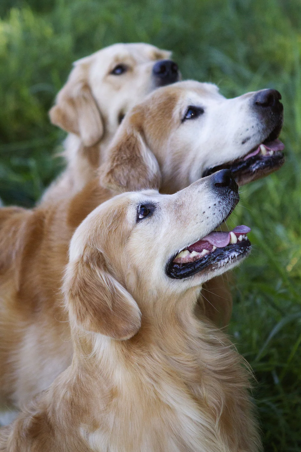 The Goldens