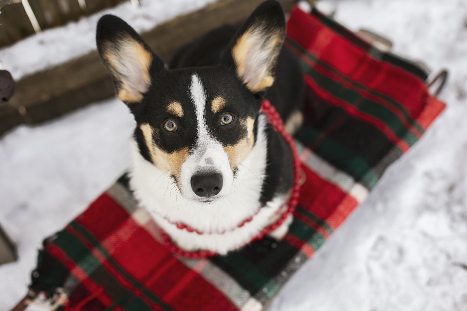 Holiday Models