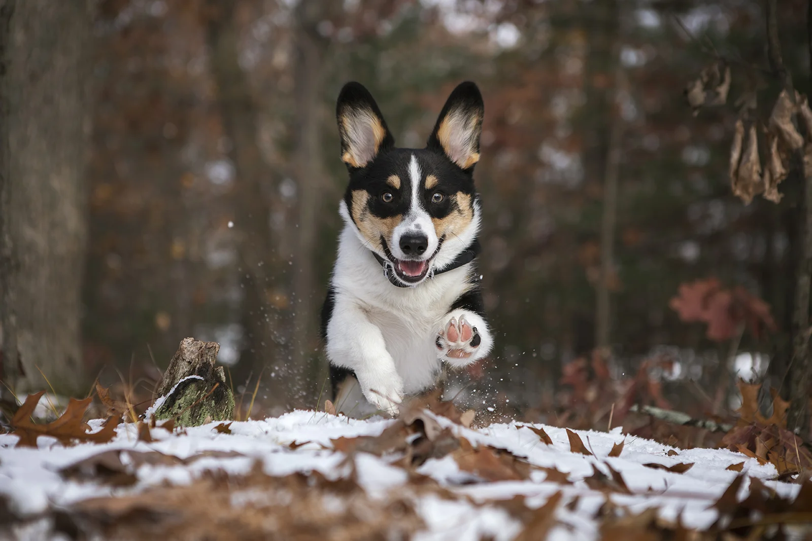 The First Day of Winter