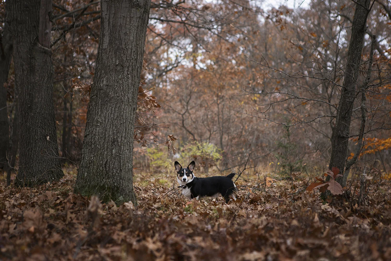 Last Day of Fall