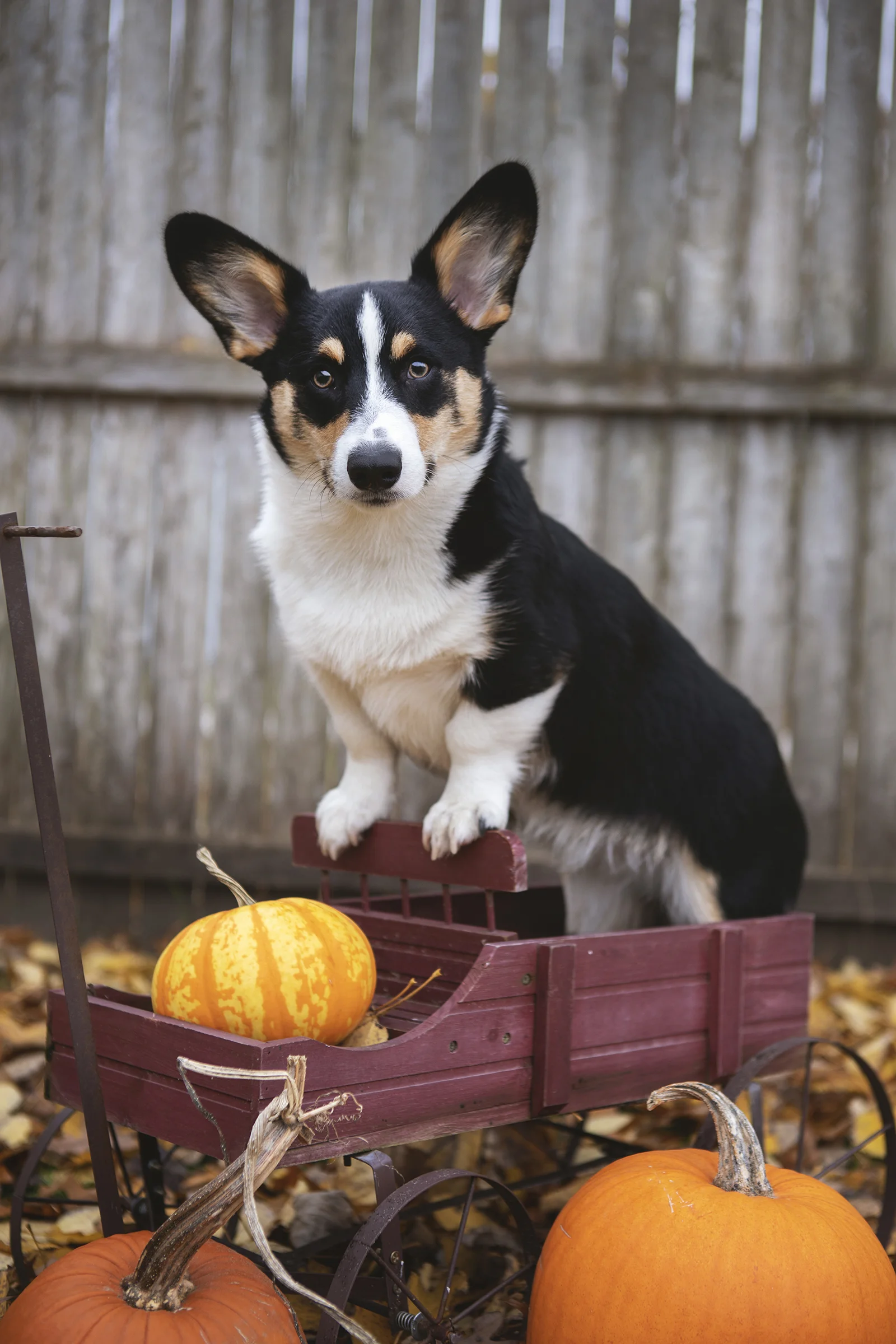 Pumpkin Wagon Rides