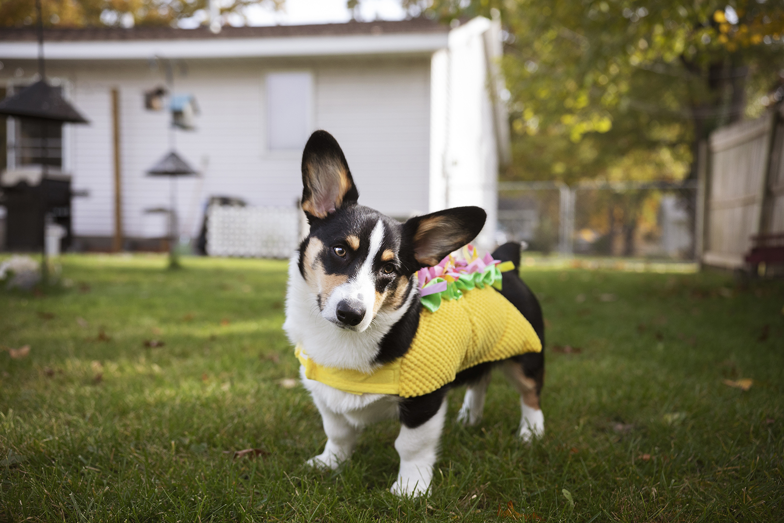 Winston's Halloween