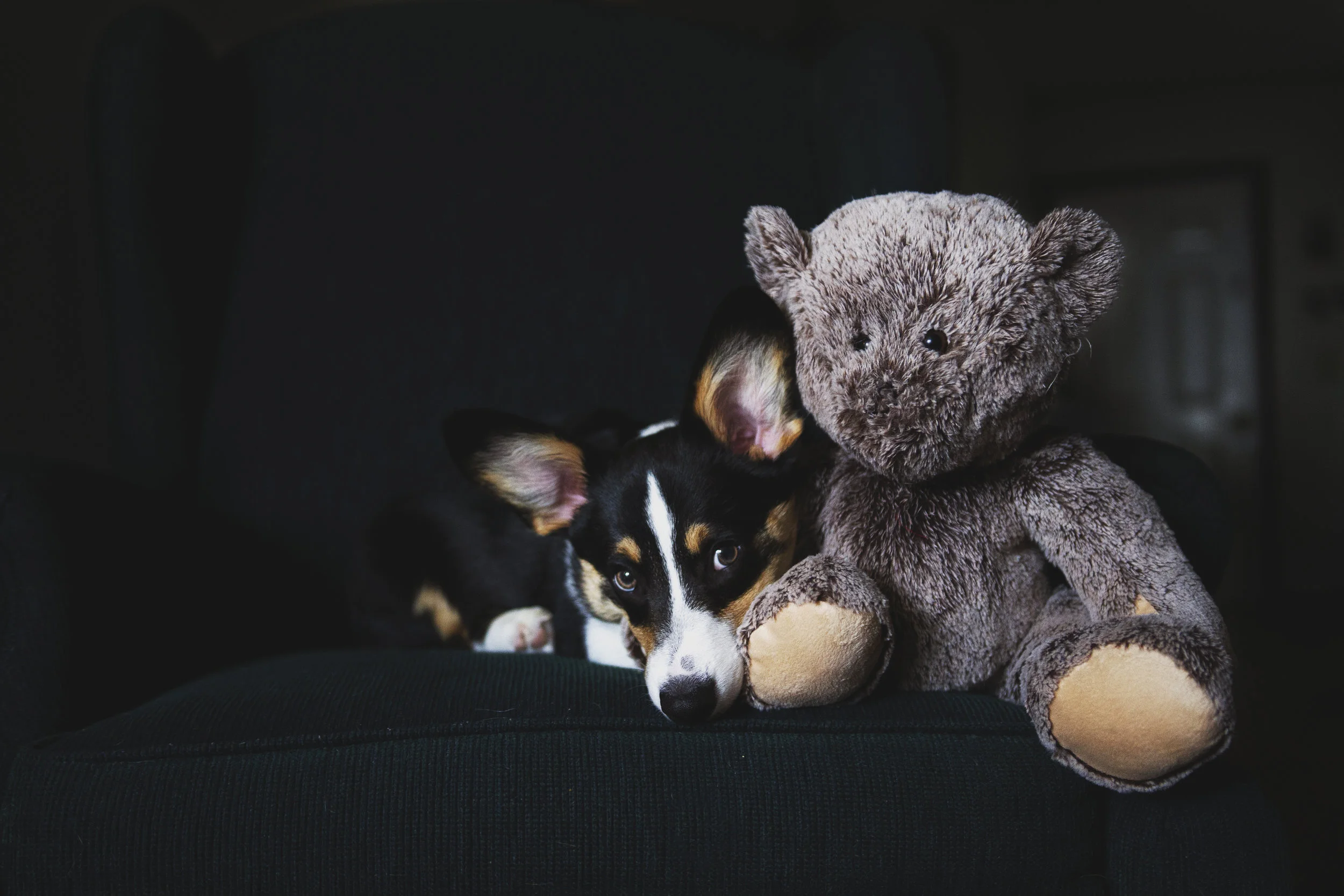 Mr. Bear and Lazy Mornings