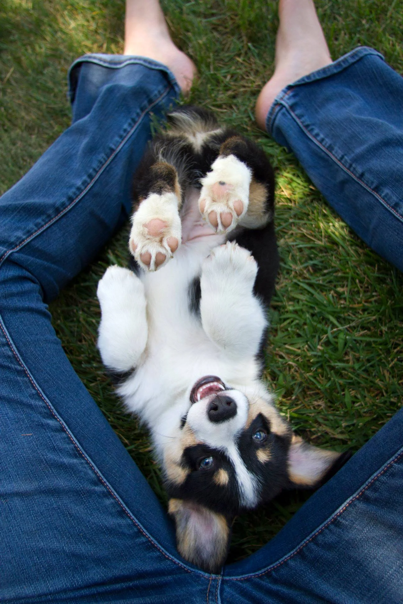 Puppyhood, 8-10 Weeks Old