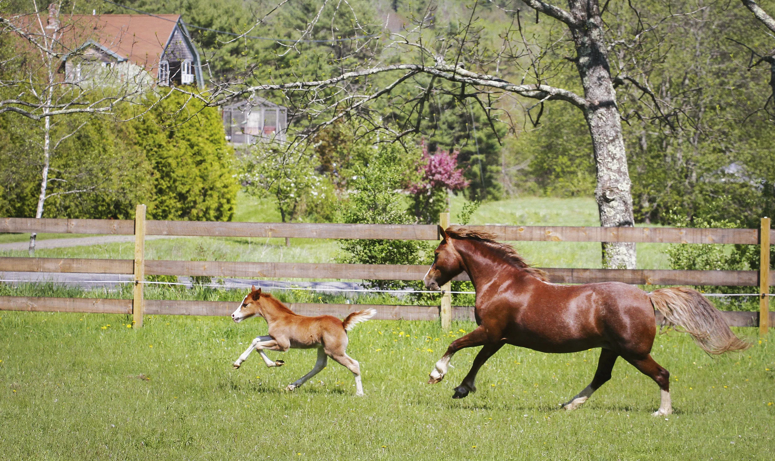 Model Call : FOALS!