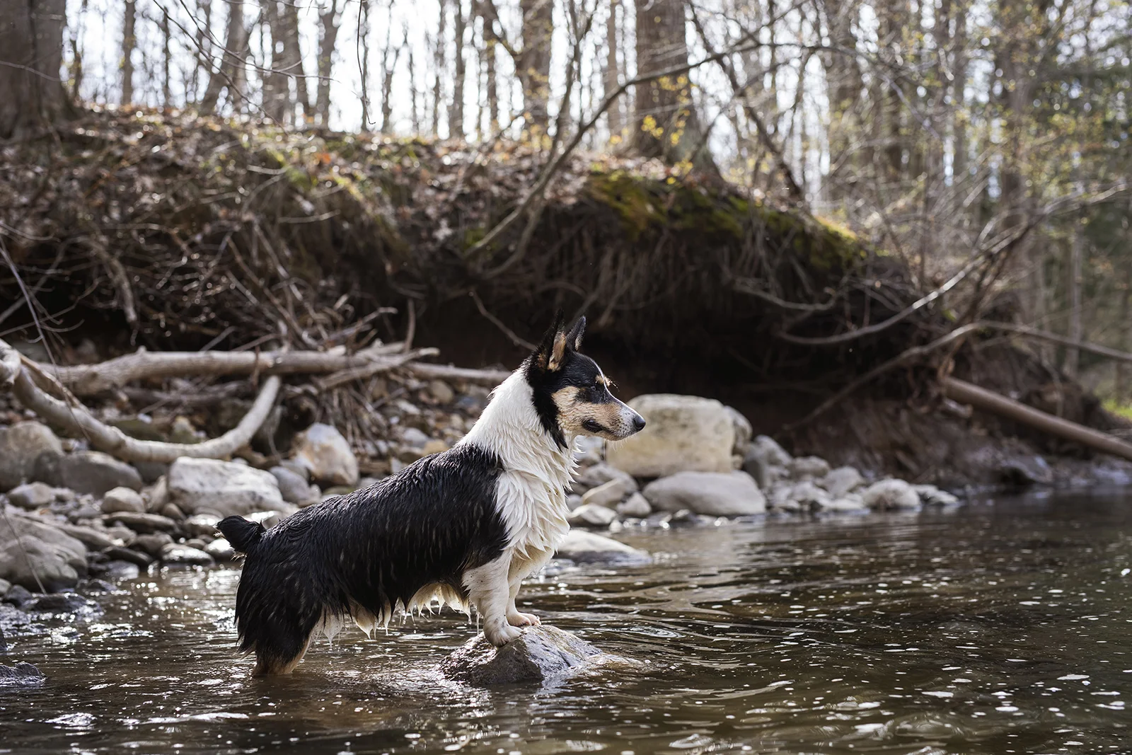 He can swim!