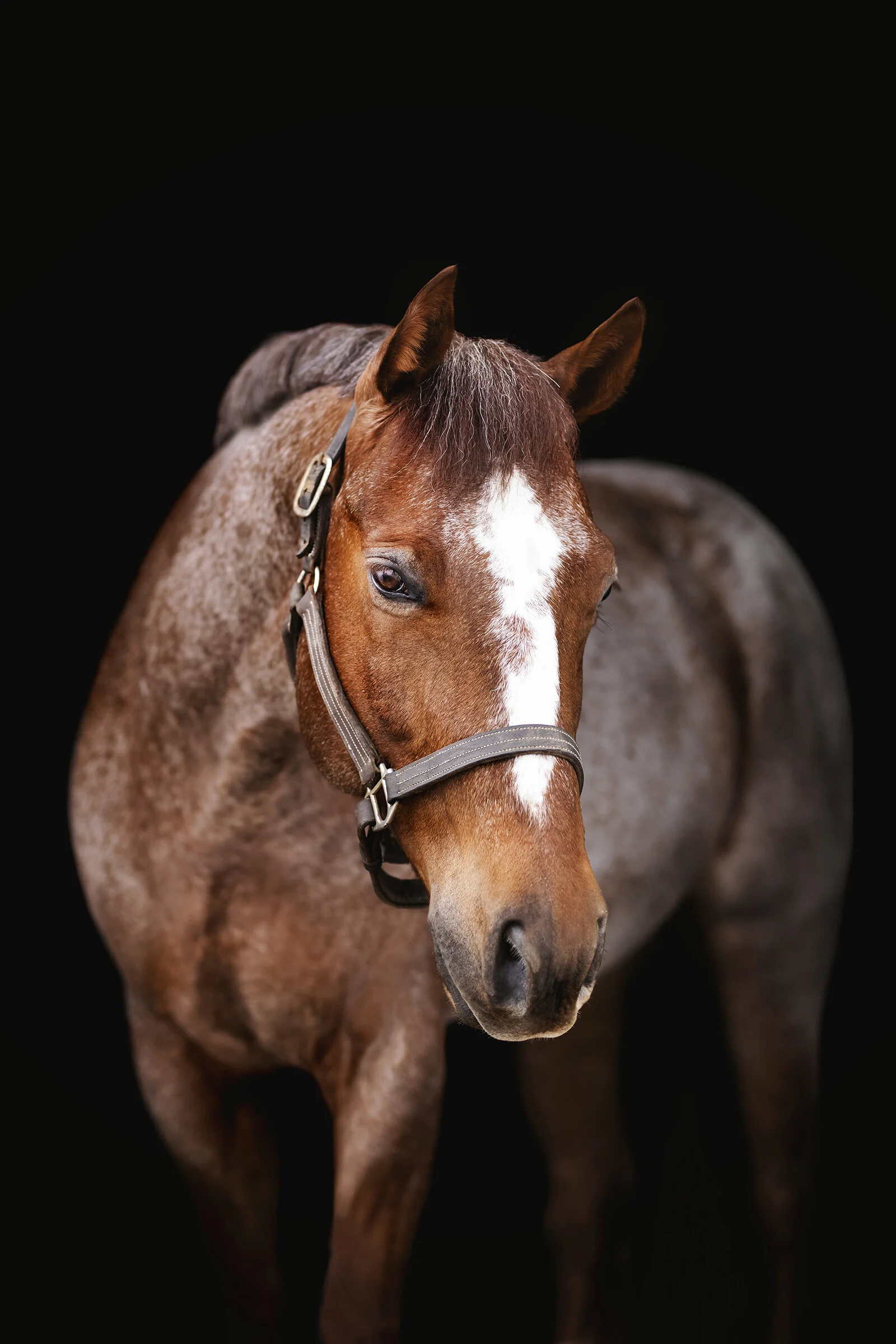 TUG // Paramount Performance Horses