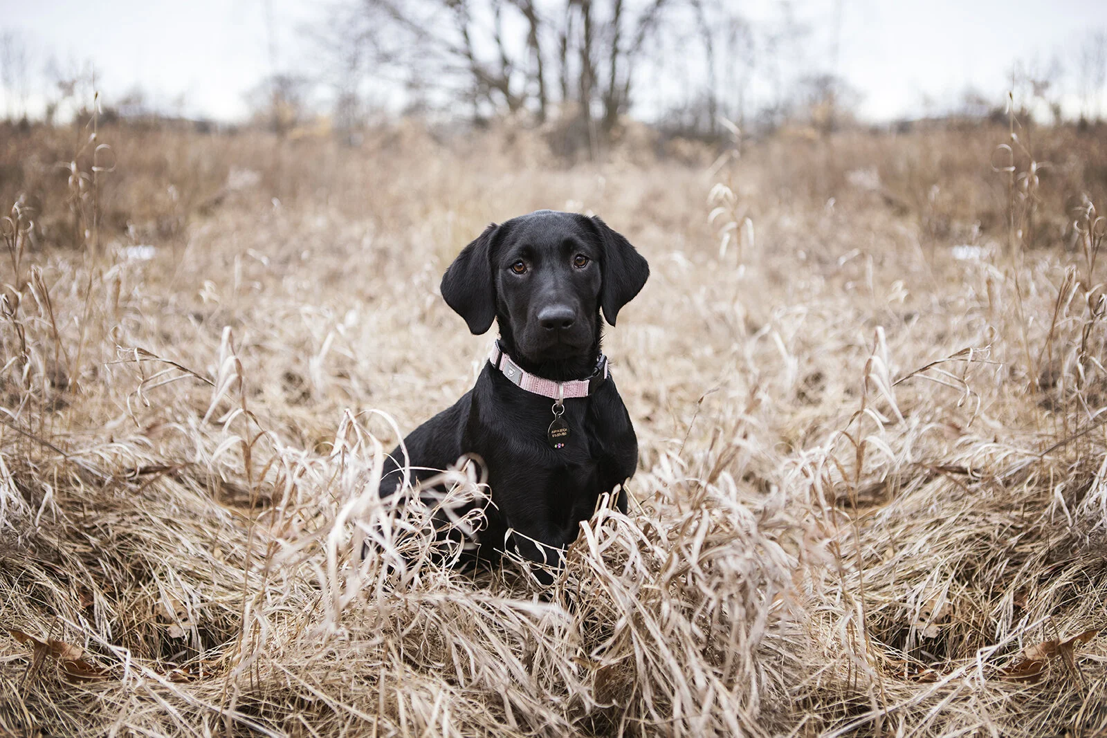 GRACIE // Grand Ravines Dog Park