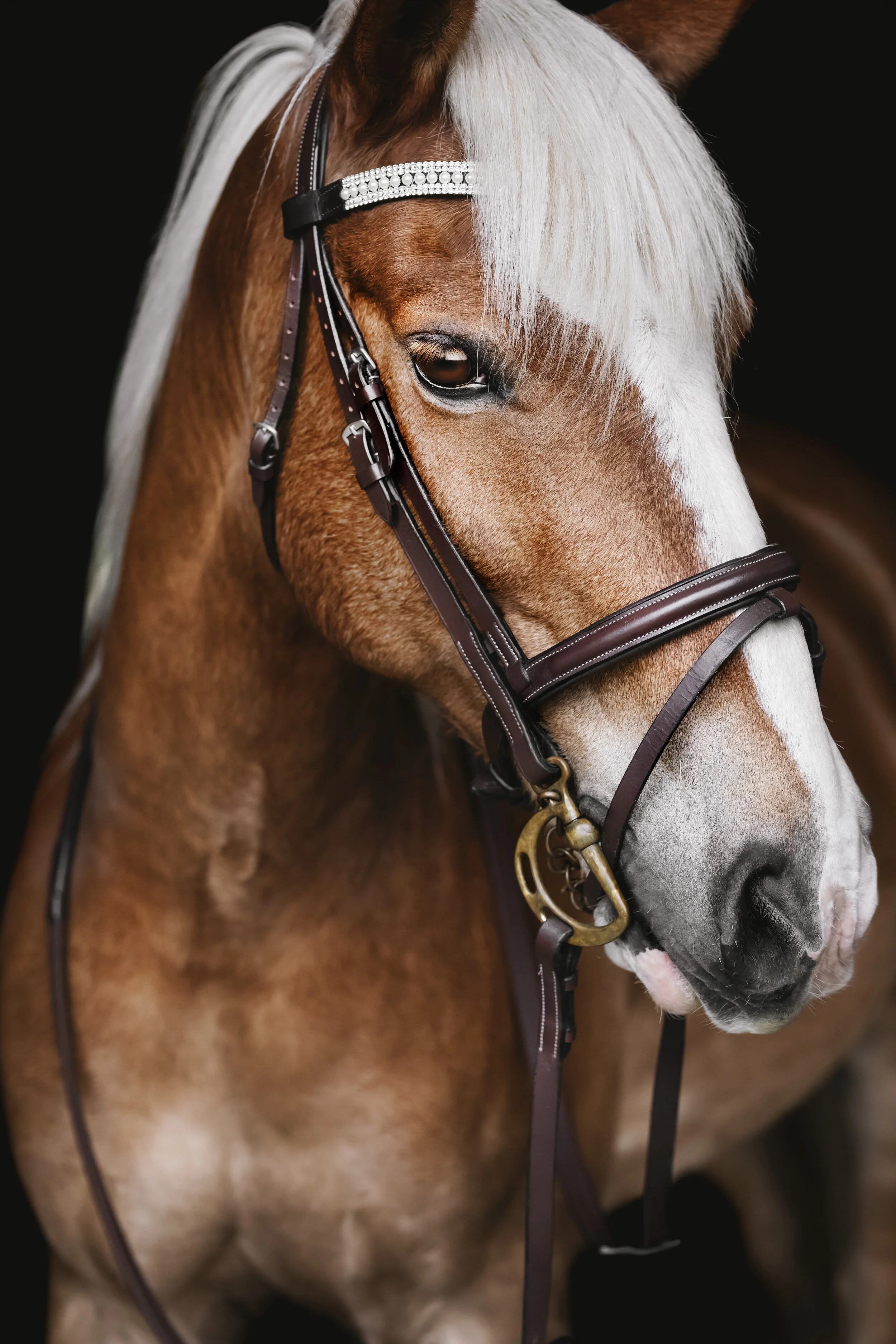 BEAMER // Great Lakes Equestrian Center