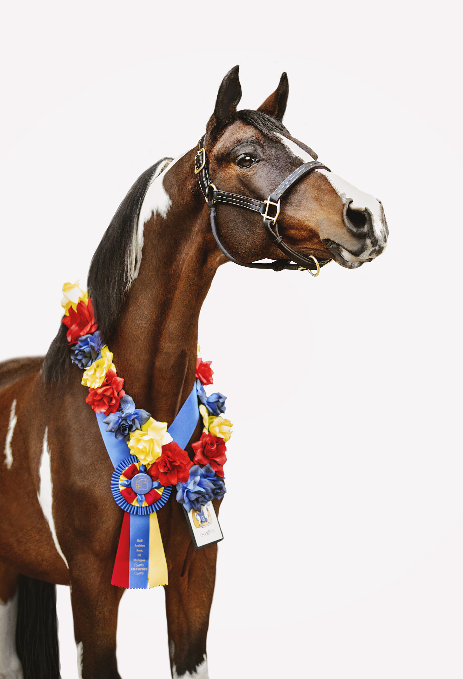 Equine Portraiture // Patrick