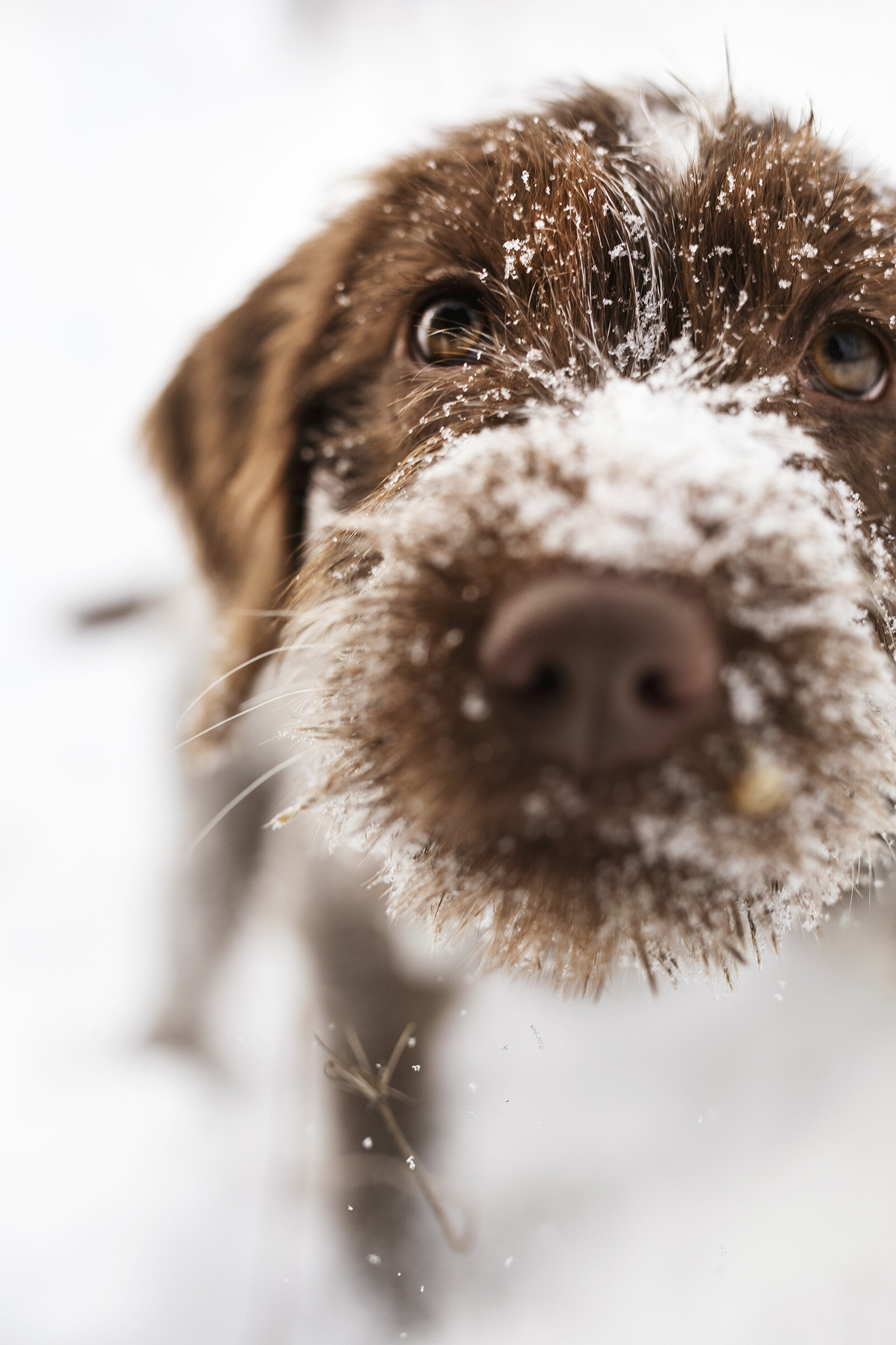 Wirehaired Pointing Griffon Photographed in Winter Snow — J.Klein Photos