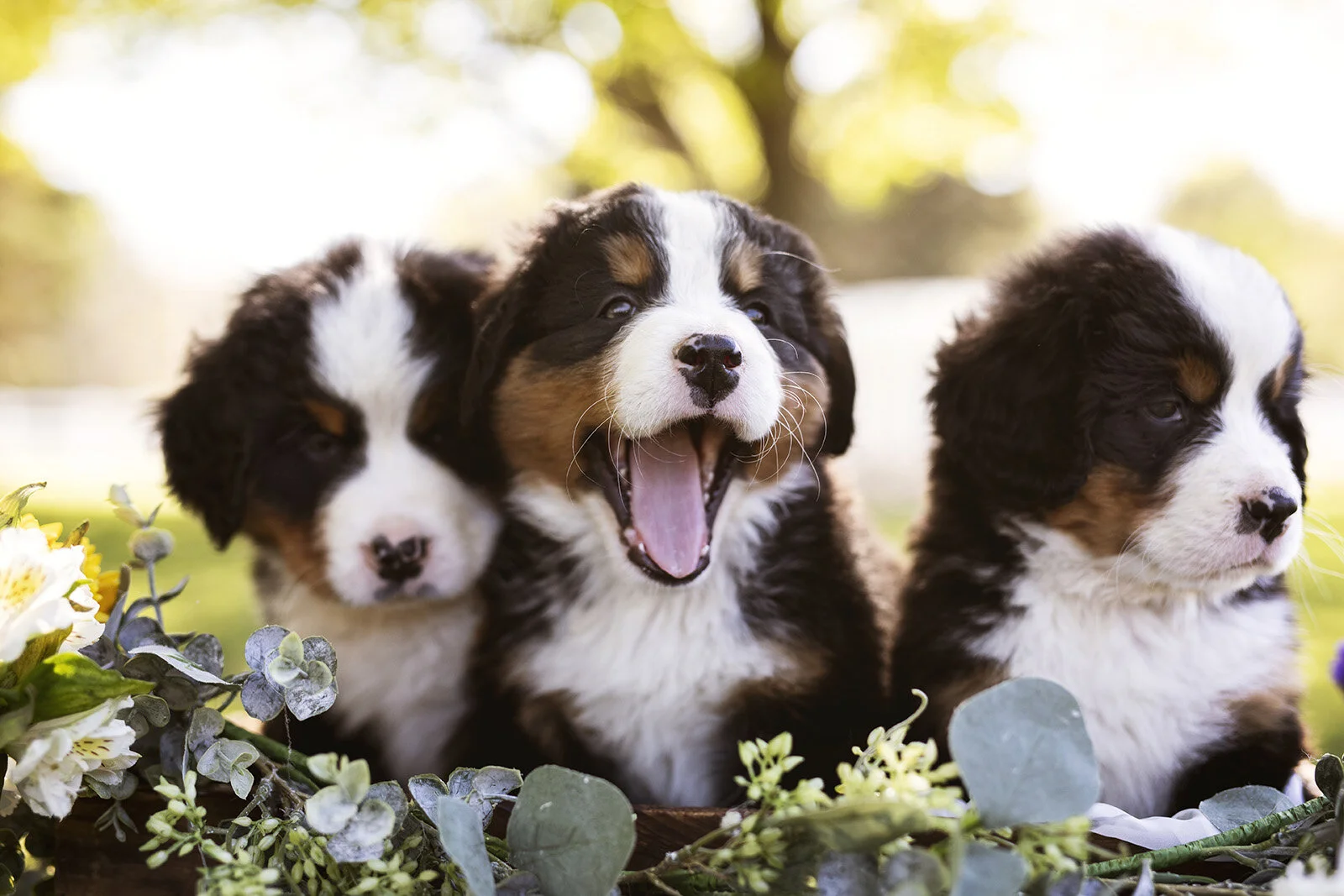 Fieldstone Farm, Bernese Mountain Dog Pups — J.Klein Photos