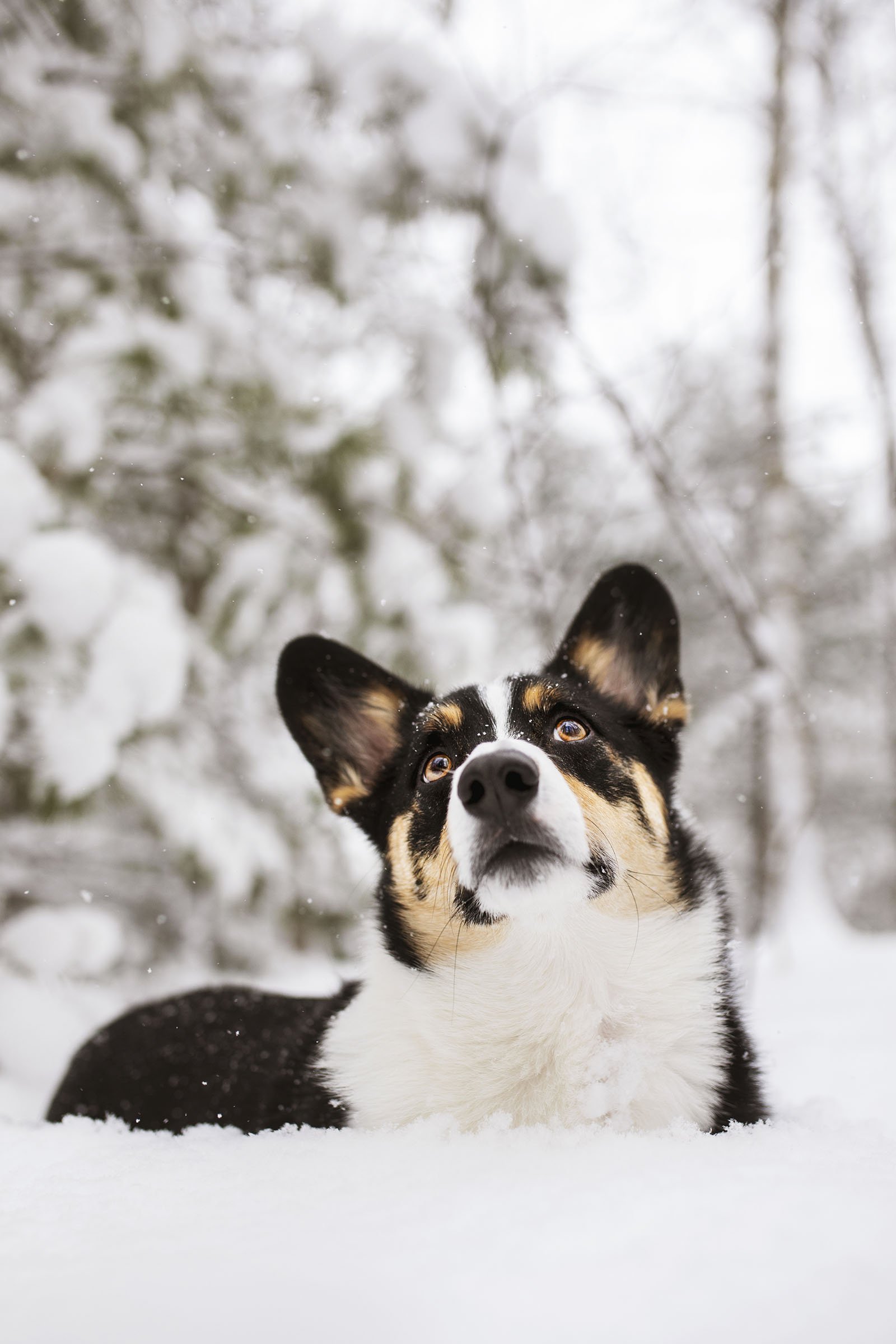 JKLEINPHOTOS-Corgi-dog-in-snow-Muskegon-Michigan006.jpg