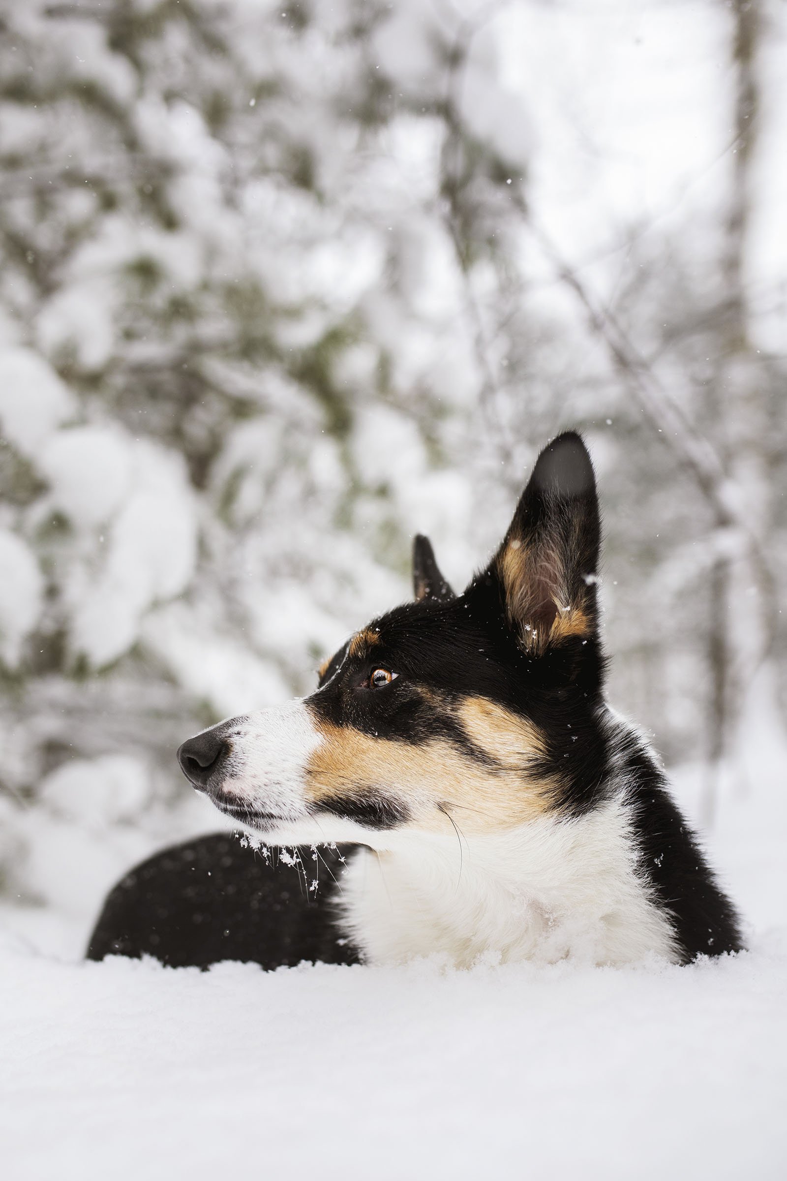 JKLEINPHOTOS-Corgi-dog-in-snow-Muskegon-Michigan005.jpg