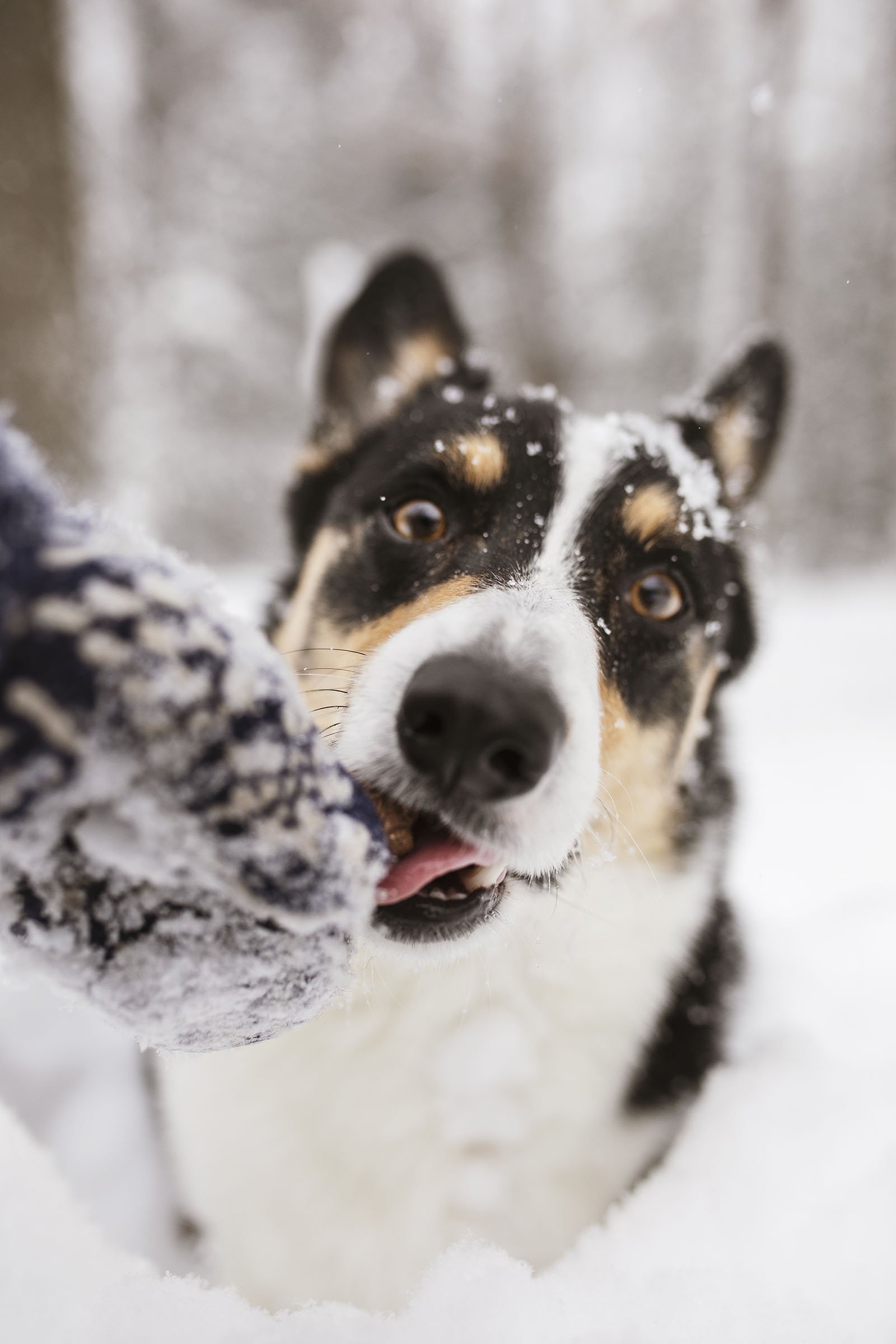 JKLEINPHOTOS-Corgi-dog-in-snow-Muskegon-Michigan010.jpg