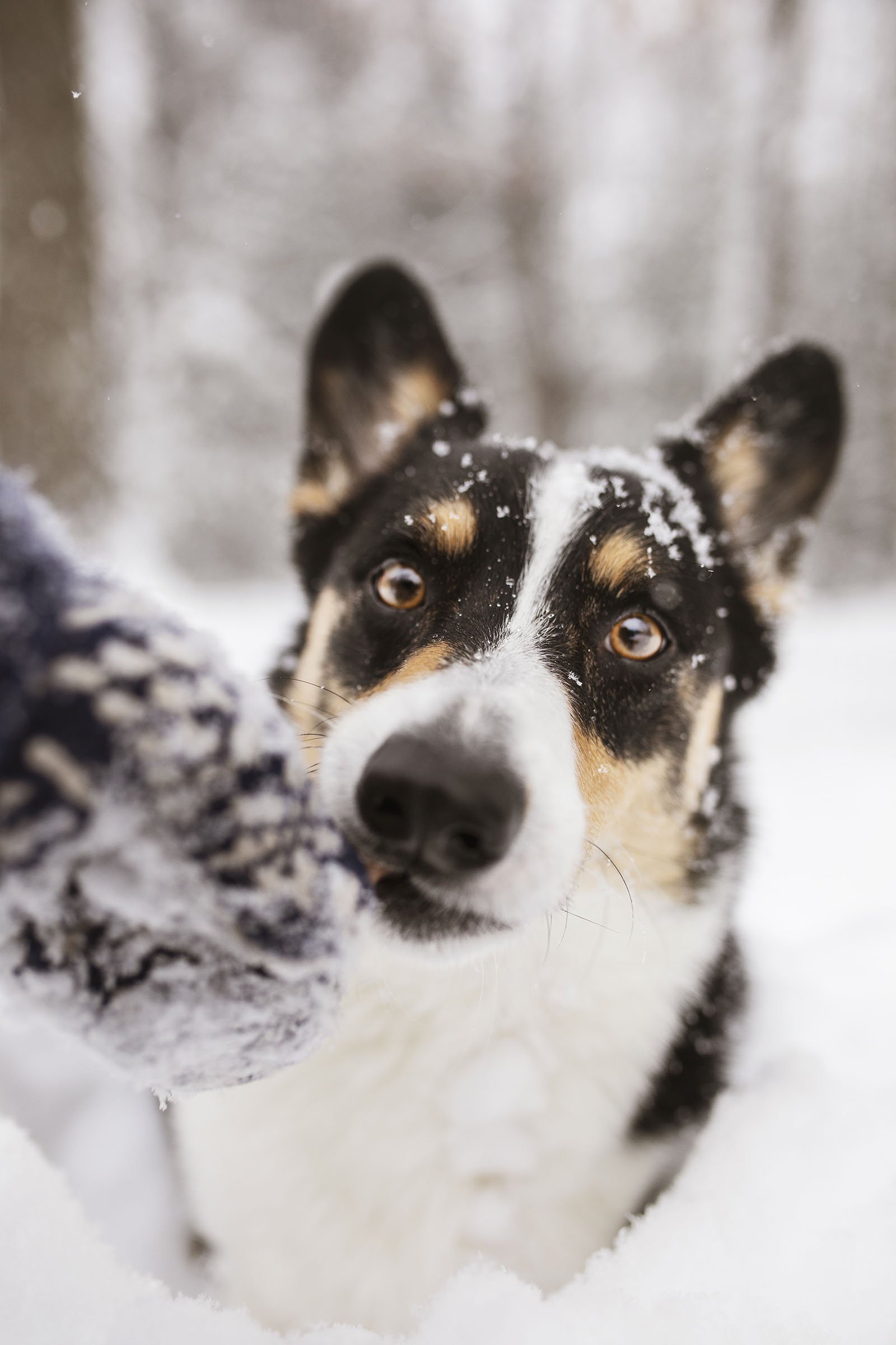 JKLEINPHOTOS-Corgi-dog-in-snow-Muskegon-Michigan011.jpg
