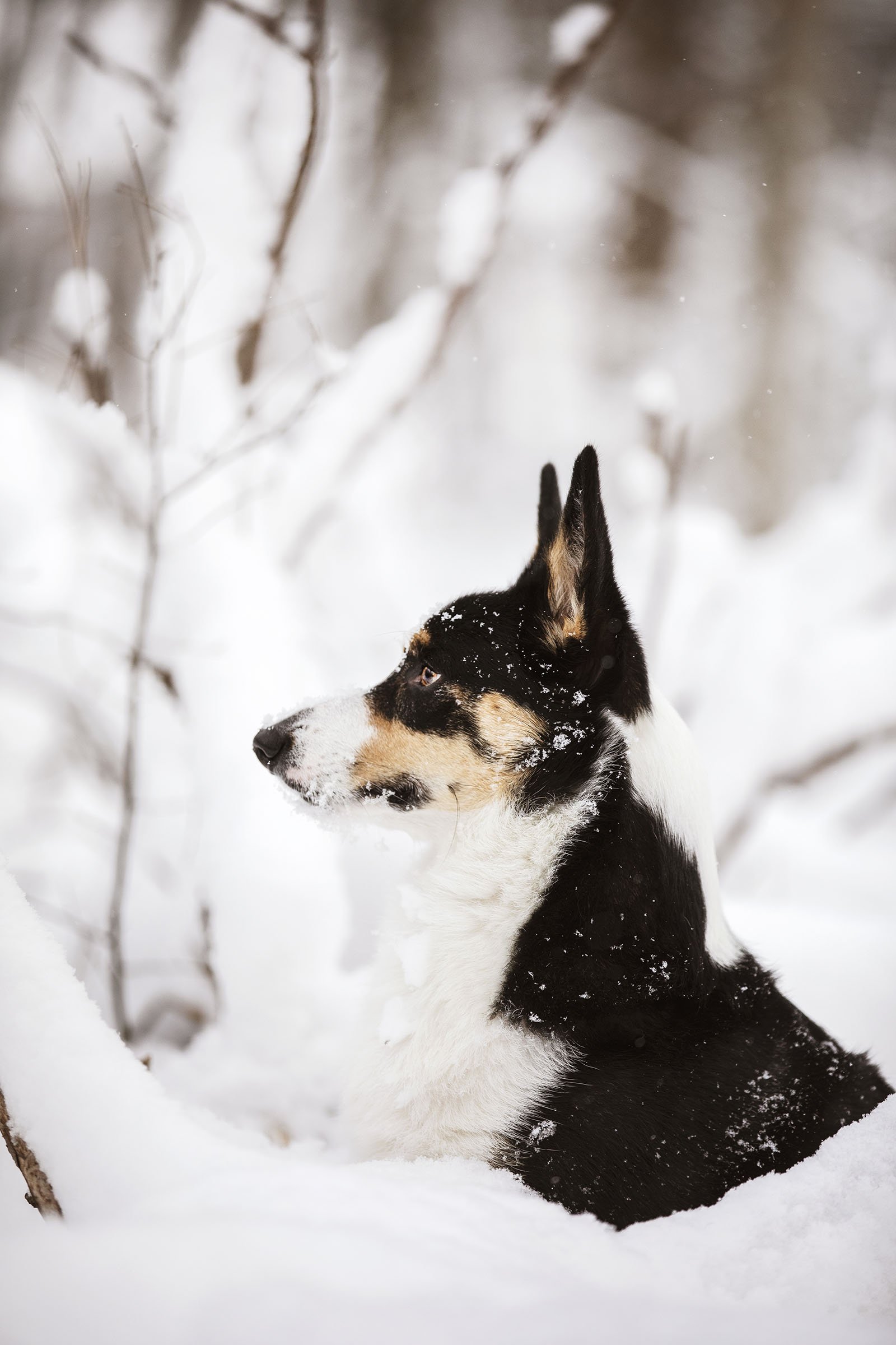 JKLEINPHOTOS-Corgi-dog-in-snow-Muskegon-Michigan013.jpg