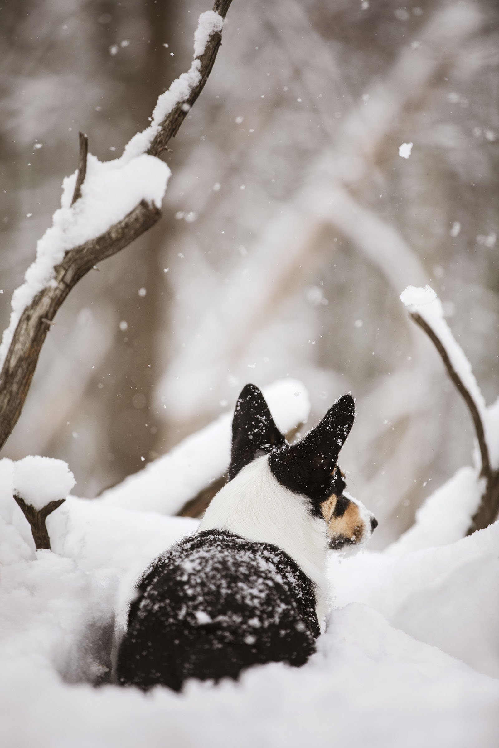 JKLEINPHOTOS-Corgi-dog-in-snow-Muskegon-Michigan012.jpg