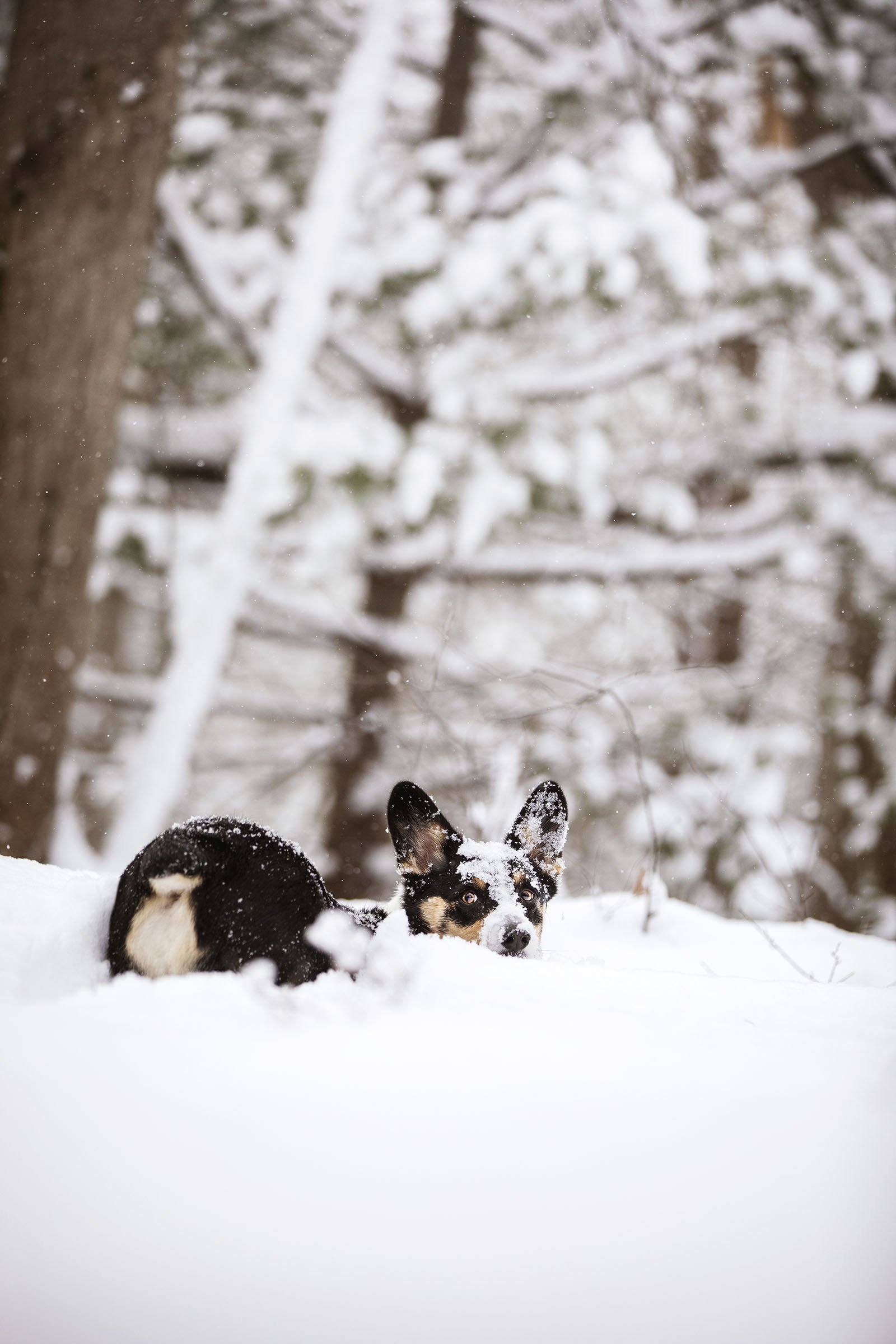 JKLEINPHOTOS-Corgi-dog-in-snow-Muskegon-Michigan014.jpg