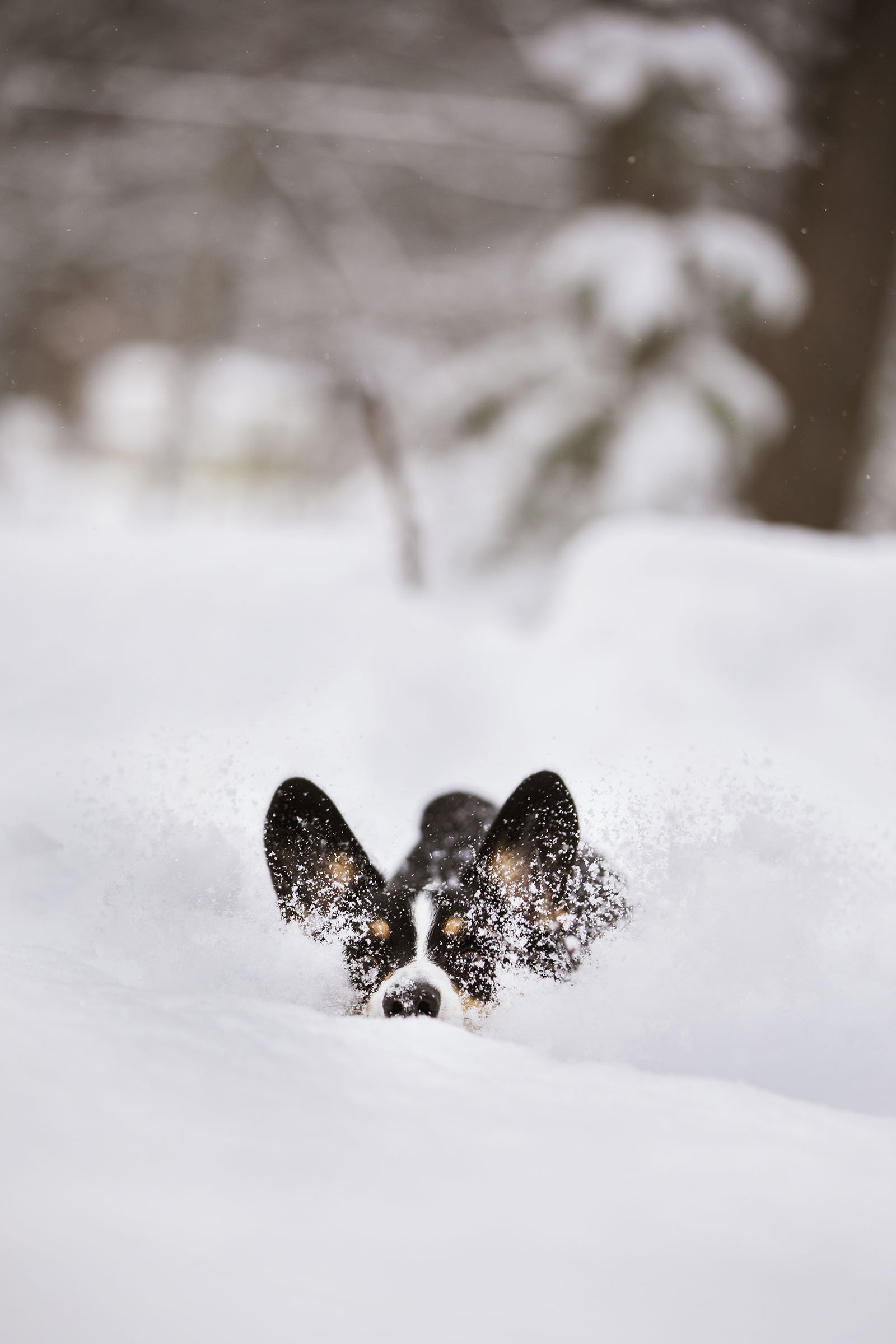 JKLEINPHOTOS-Corgi-dog-in-snow-Muskegon-Michigan015.jpg