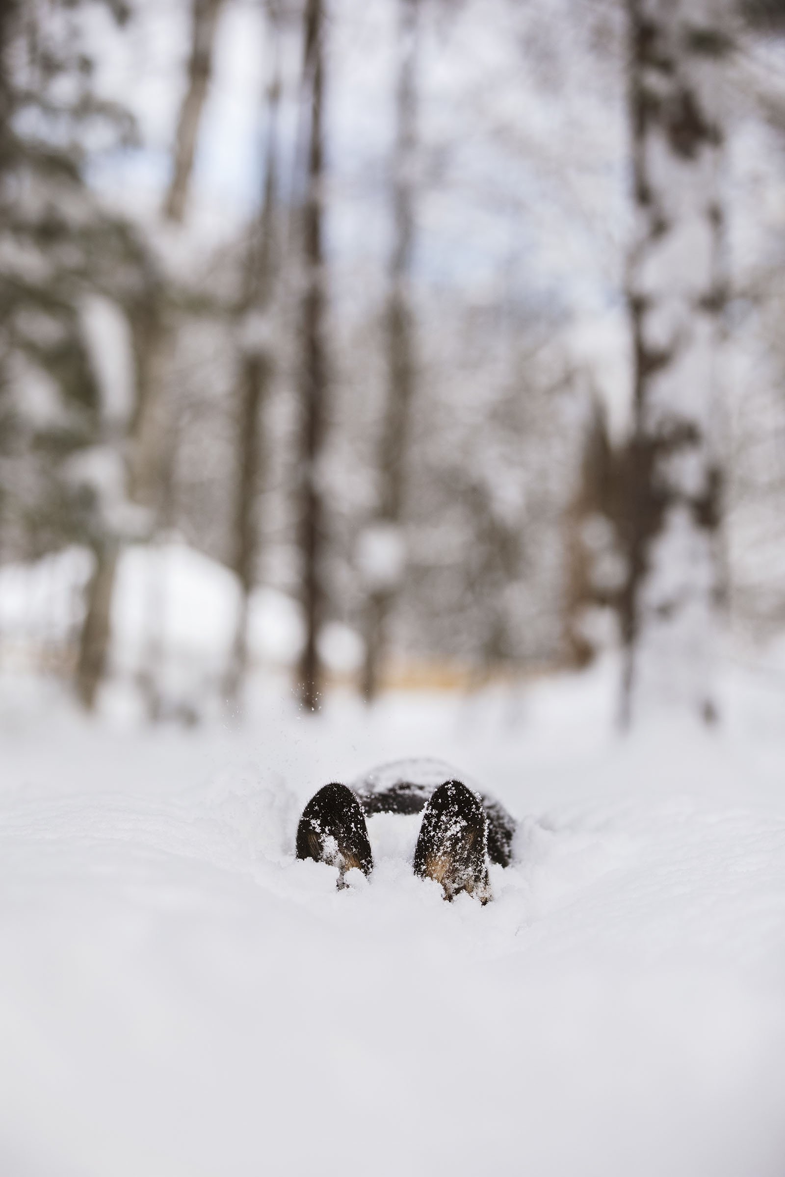 JKLEINPHOTOS-Corgi-dog-in-snow-Muskegon-Michigan020.jpg