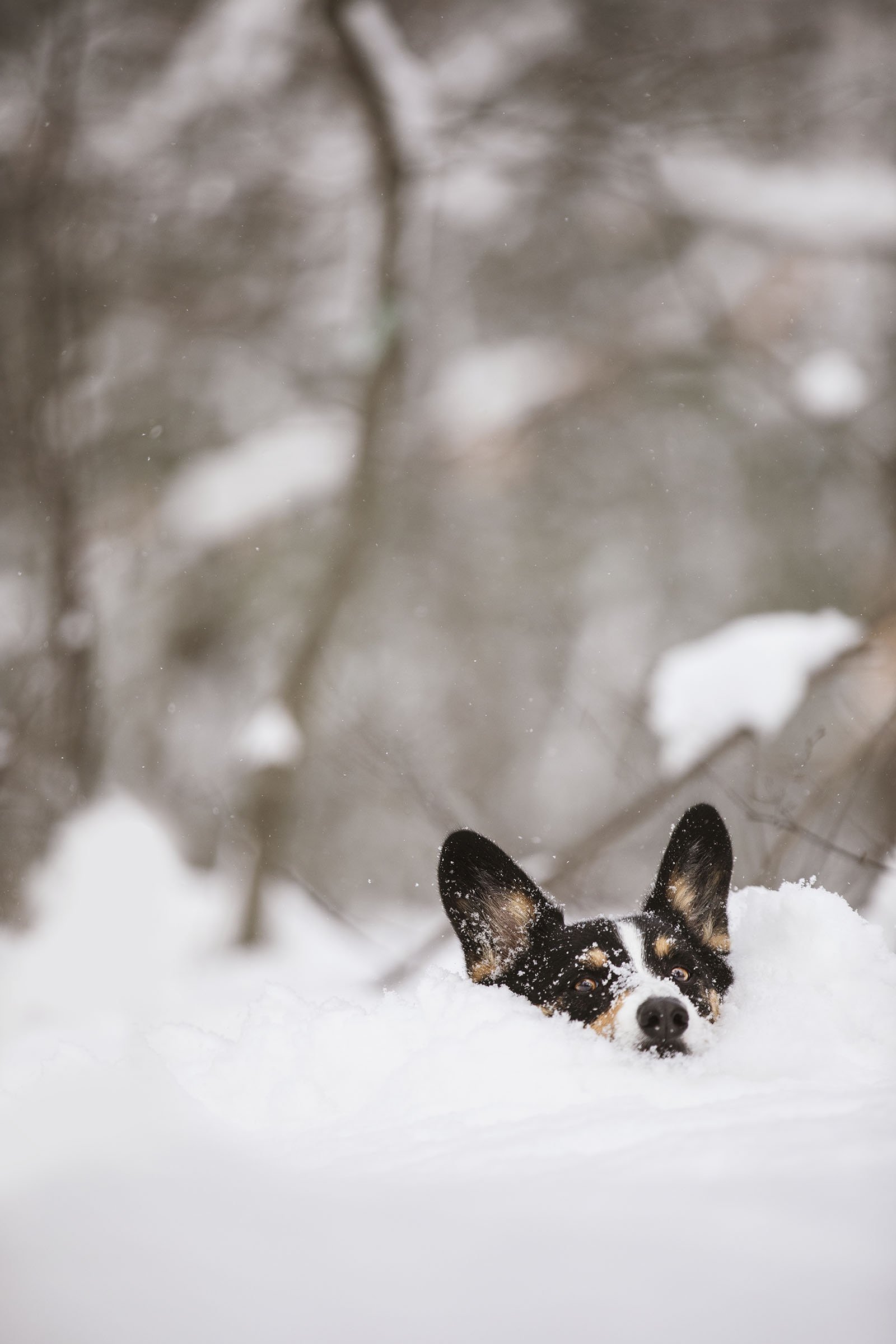JKLEINPHOTOS-Corgi-dog-in-snow-Muskegon-Michigan031.jpg