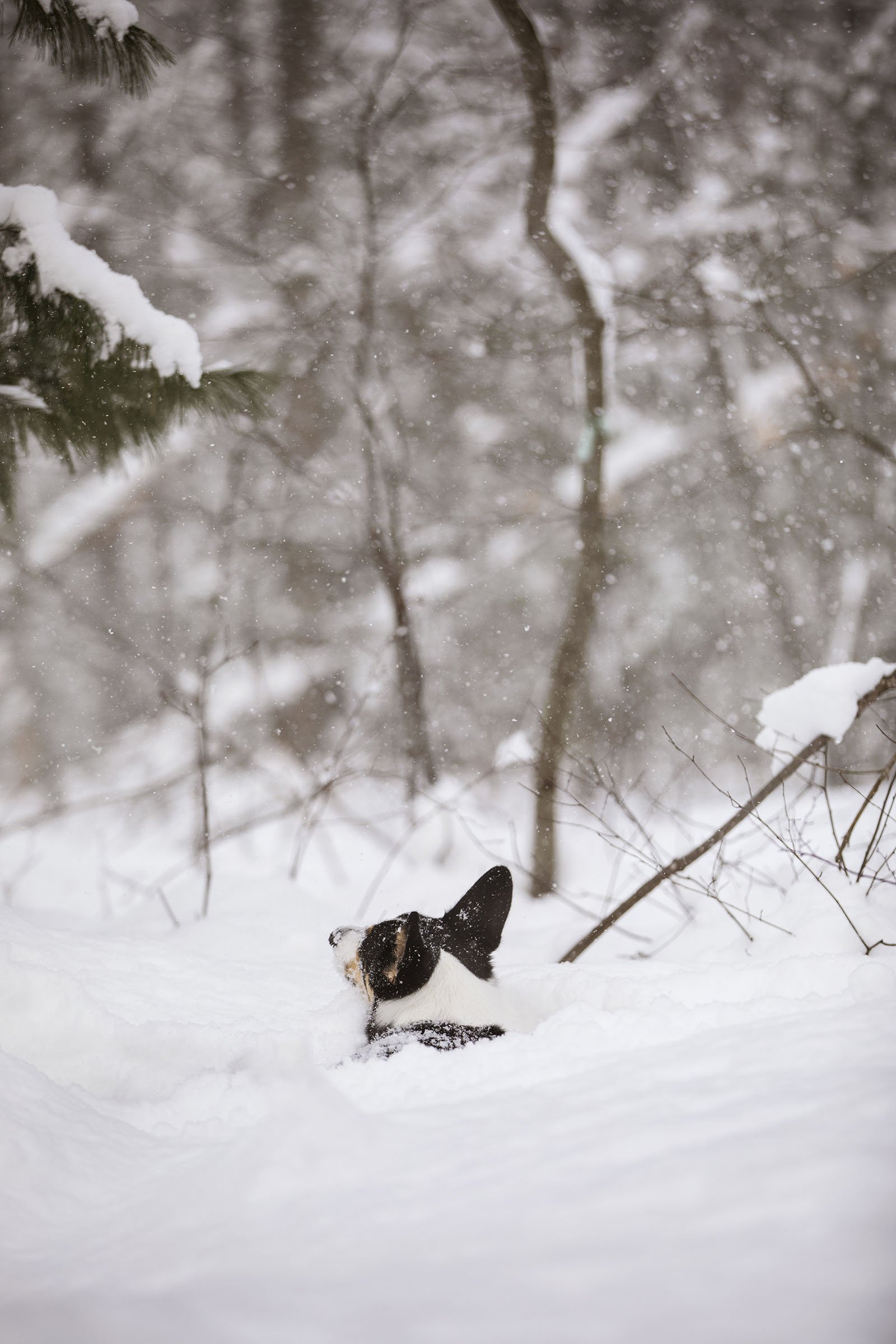 JKLEINPHOTOS-Corgi-dog-in-snow-Muskegon-Michigan030.jpg