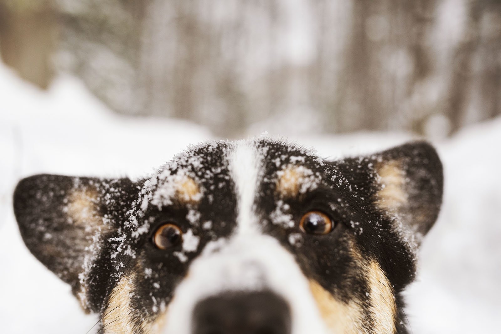 JKLEINPHOTOS-Corgi-dog-in-snow-Muskegon-Michigan035.jpg