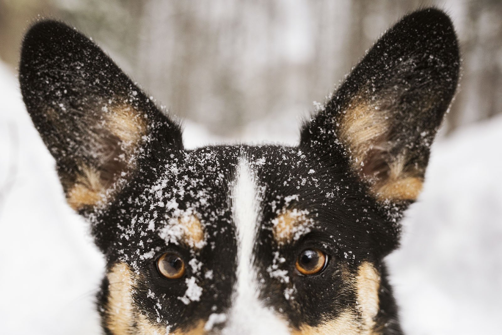 JKLEINPHOTOS-Corgi-dog-in-snow-Muskegon-Michigan034.jpg