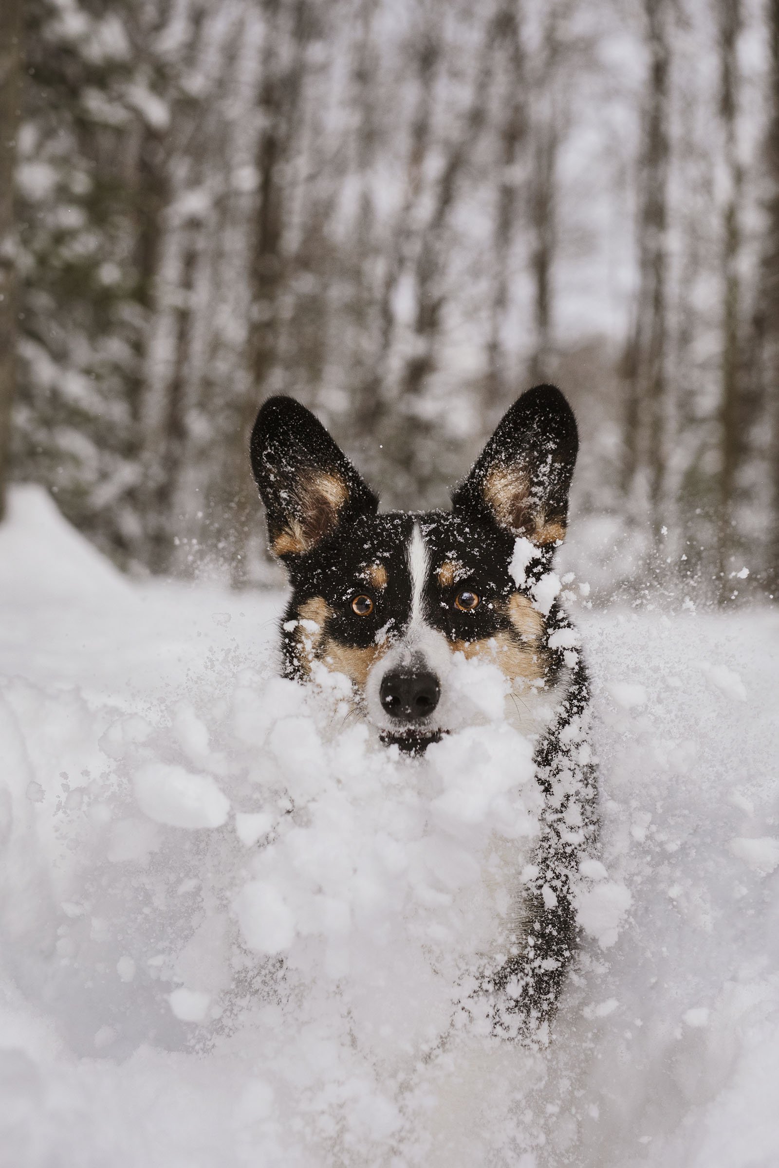JKLEINPHOTOS-Corgi-dog-in-snow-Muskegon-Michigan033.jpg