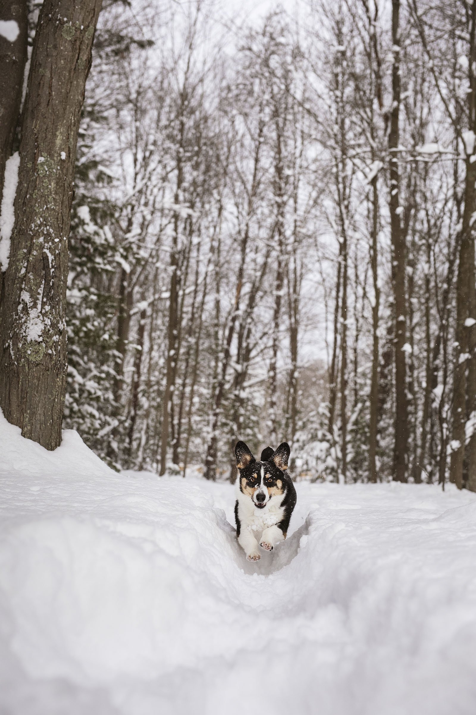 JKLEINPHOTOS-Corgi-dog-in-snow-Muskegon-Michigan032.jpg