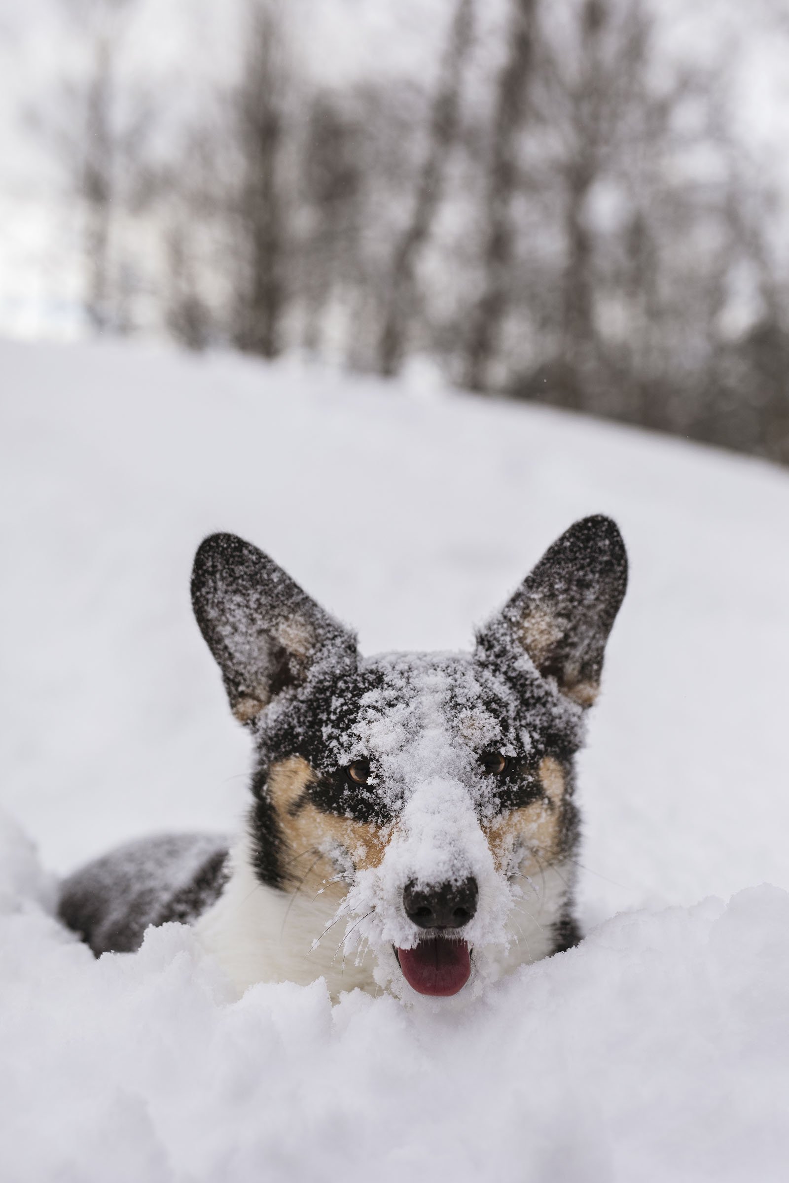 JKLEINPHOTOS-Corgi-dog-in-snow-Muskegon-Michigan042.jpg