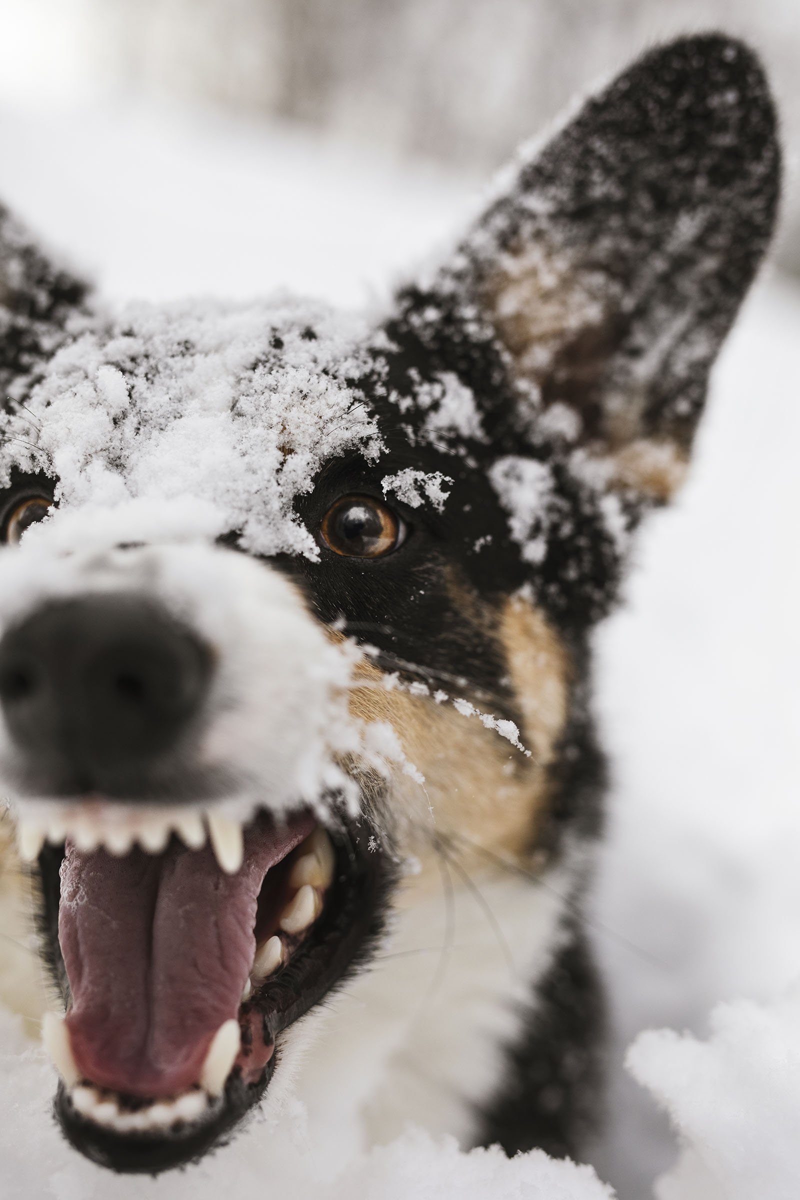 JKLEINPHOTOS-Corgi-dog-in-snow-Muskegon-Michigan043.jpg
