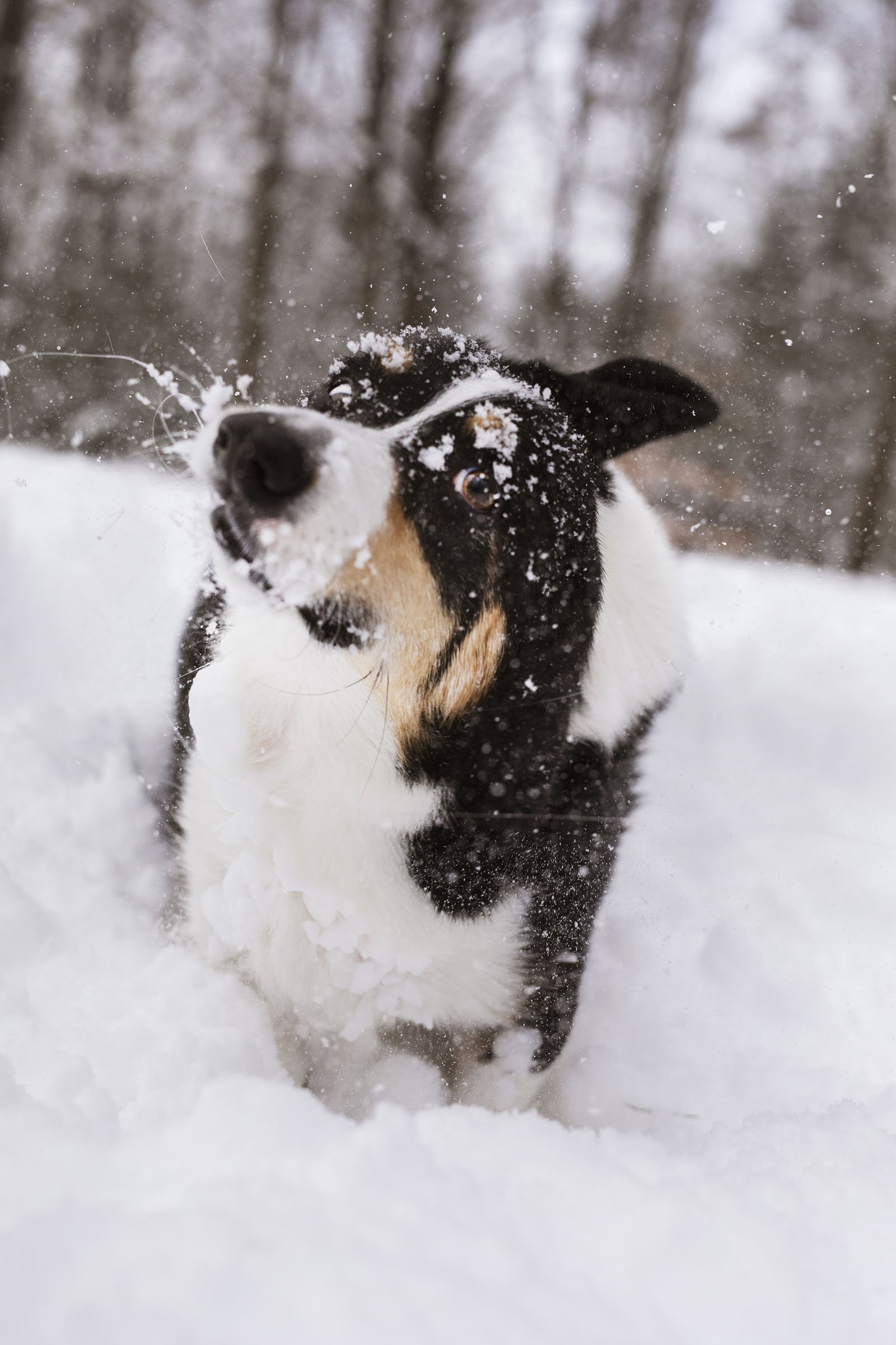 JKLEINPHOTOS-Corgi-dog-in-snow-Muskegon-Michigan047.jpg