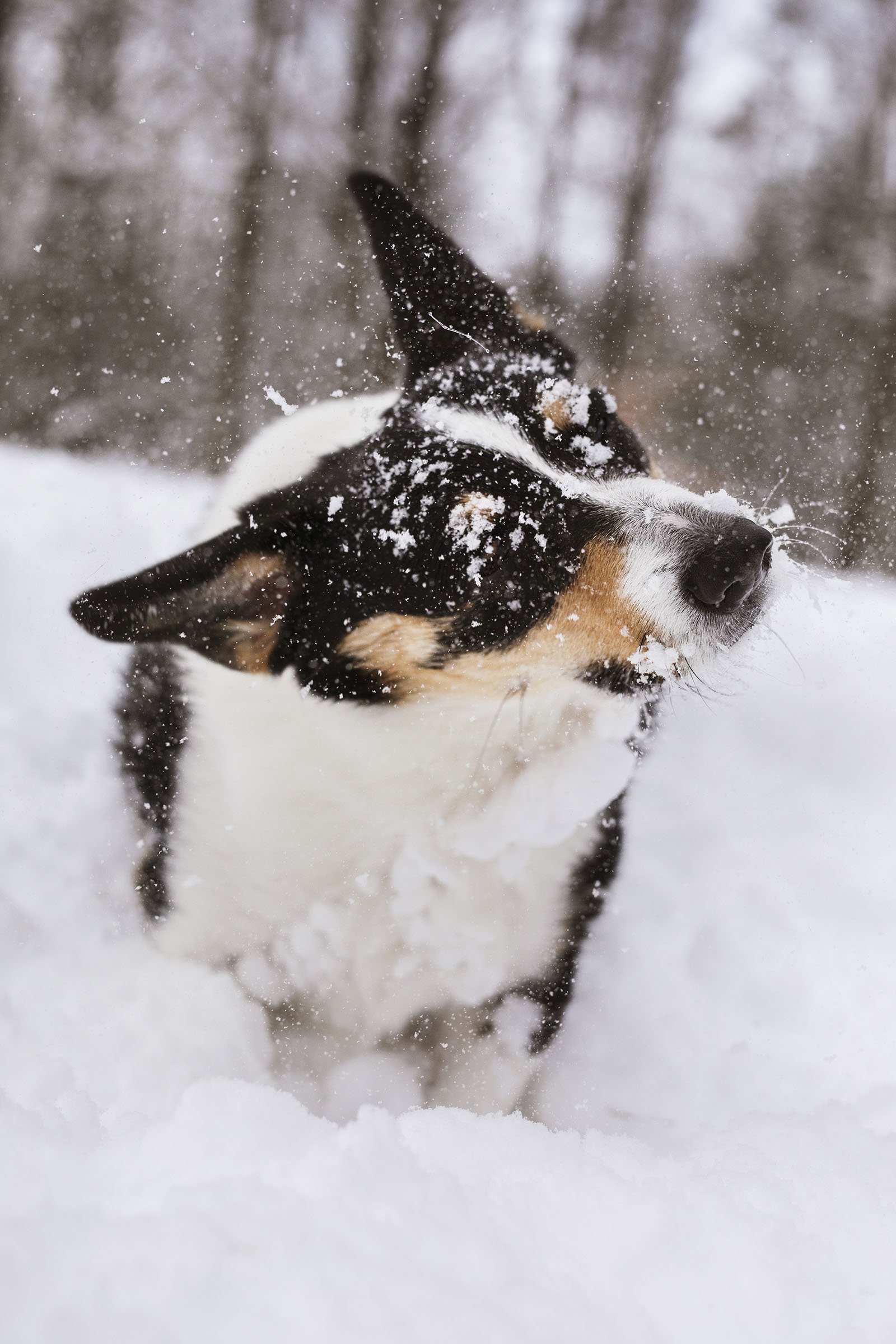 JKLEINPHOTOS-Corgi-dog-in-snow-Muskegon-Michigan046.jpg