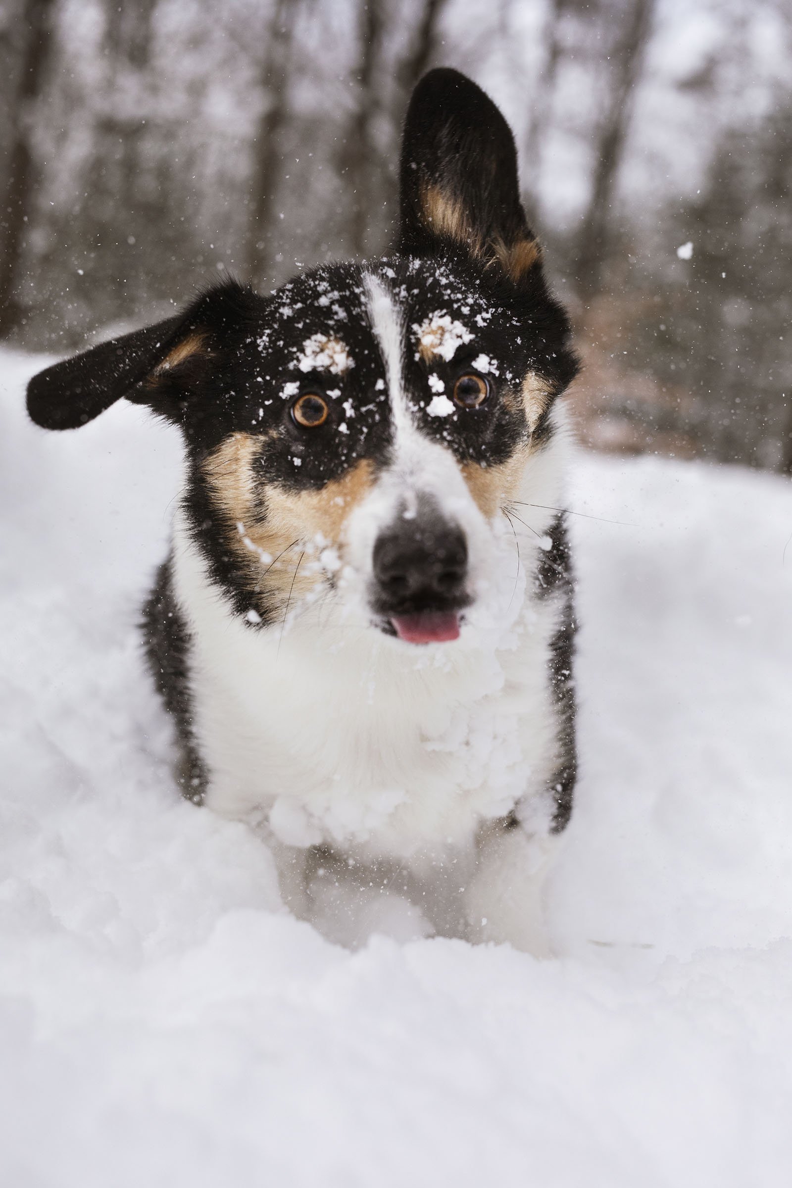 JKLEINPHOTOS-Corgi-dog-in-snow-Muskegon-Michigan048.jpg
