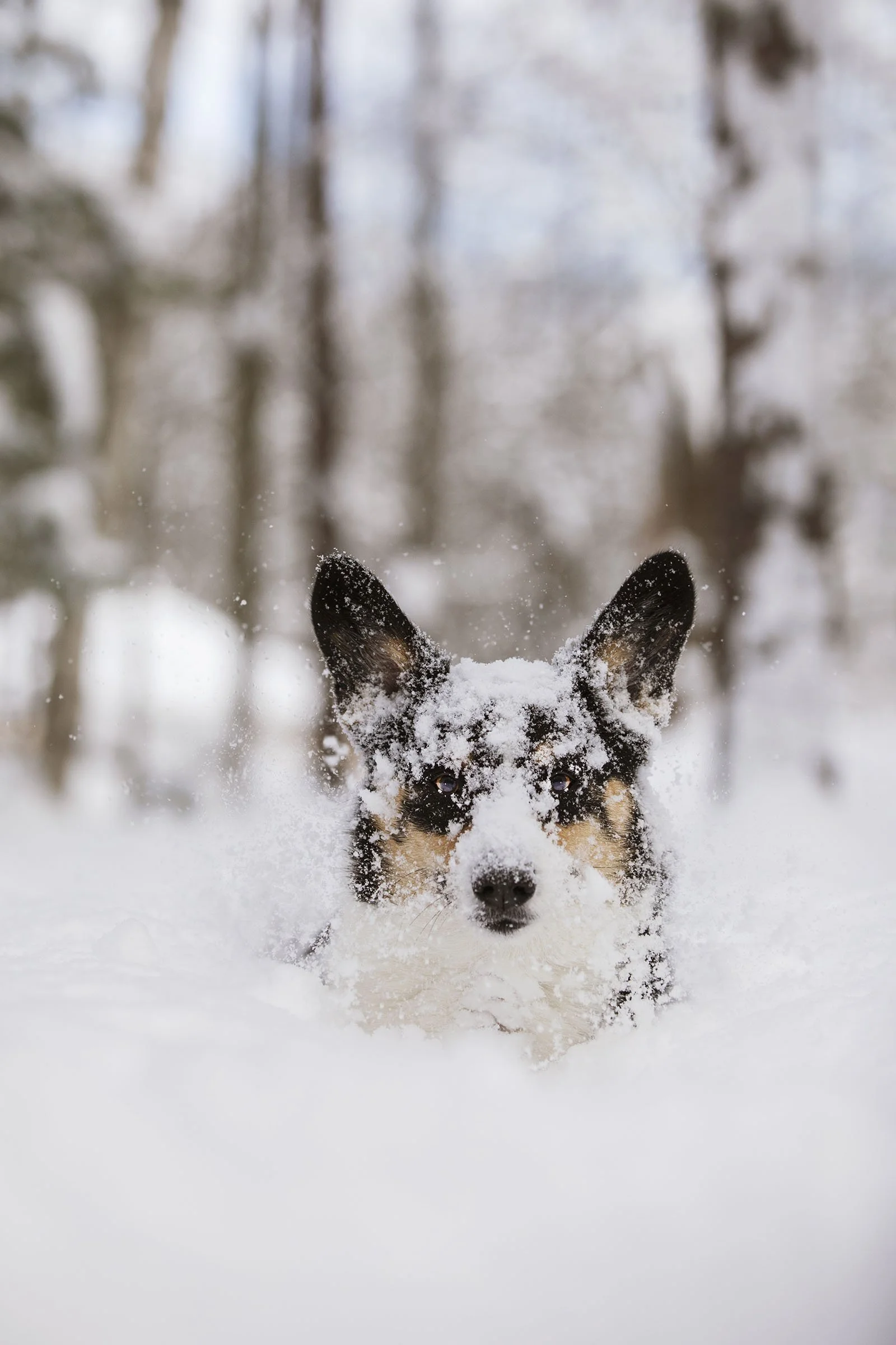 The First Snowstorm